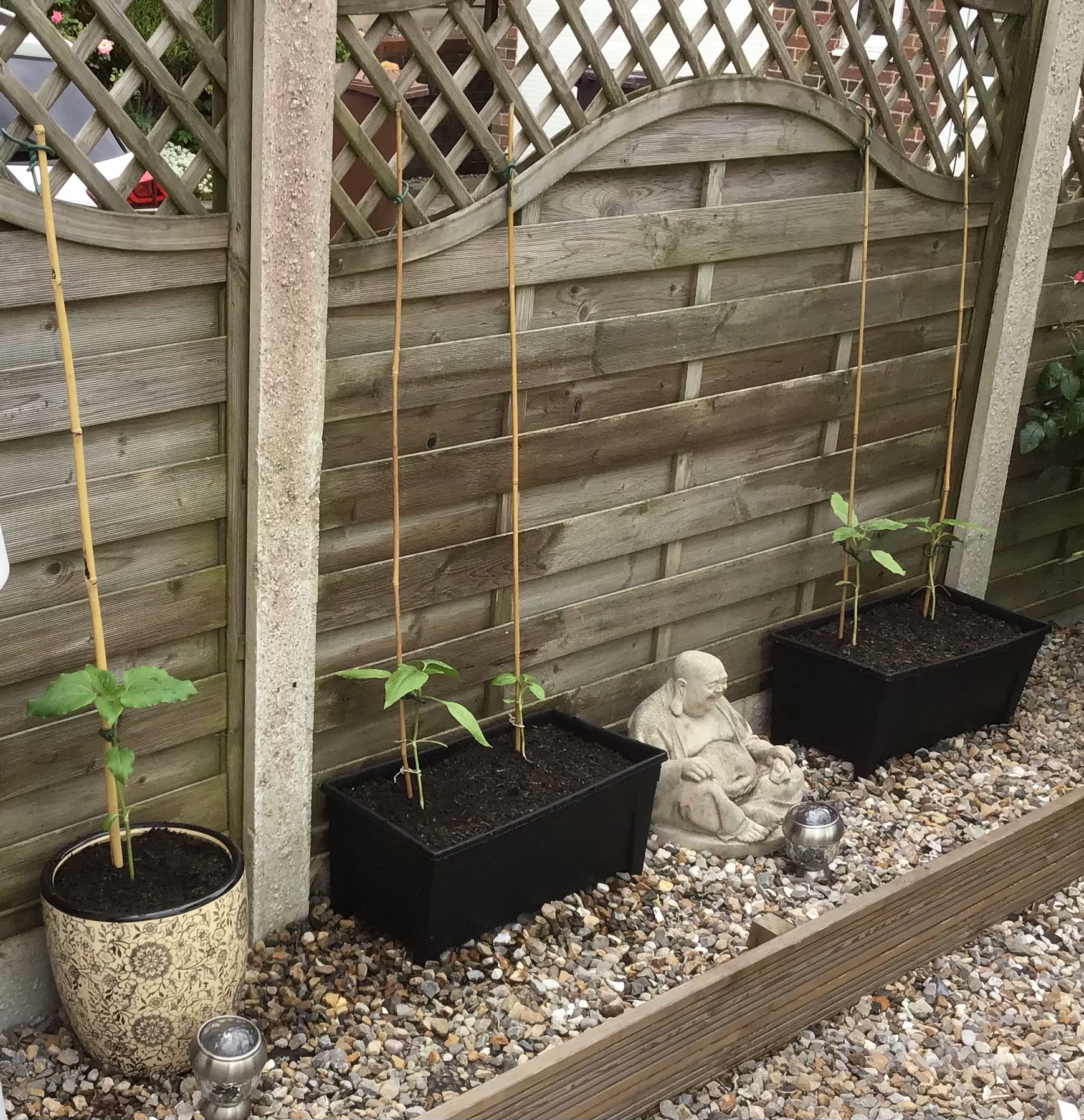 Geraint O - Sunflower selfie