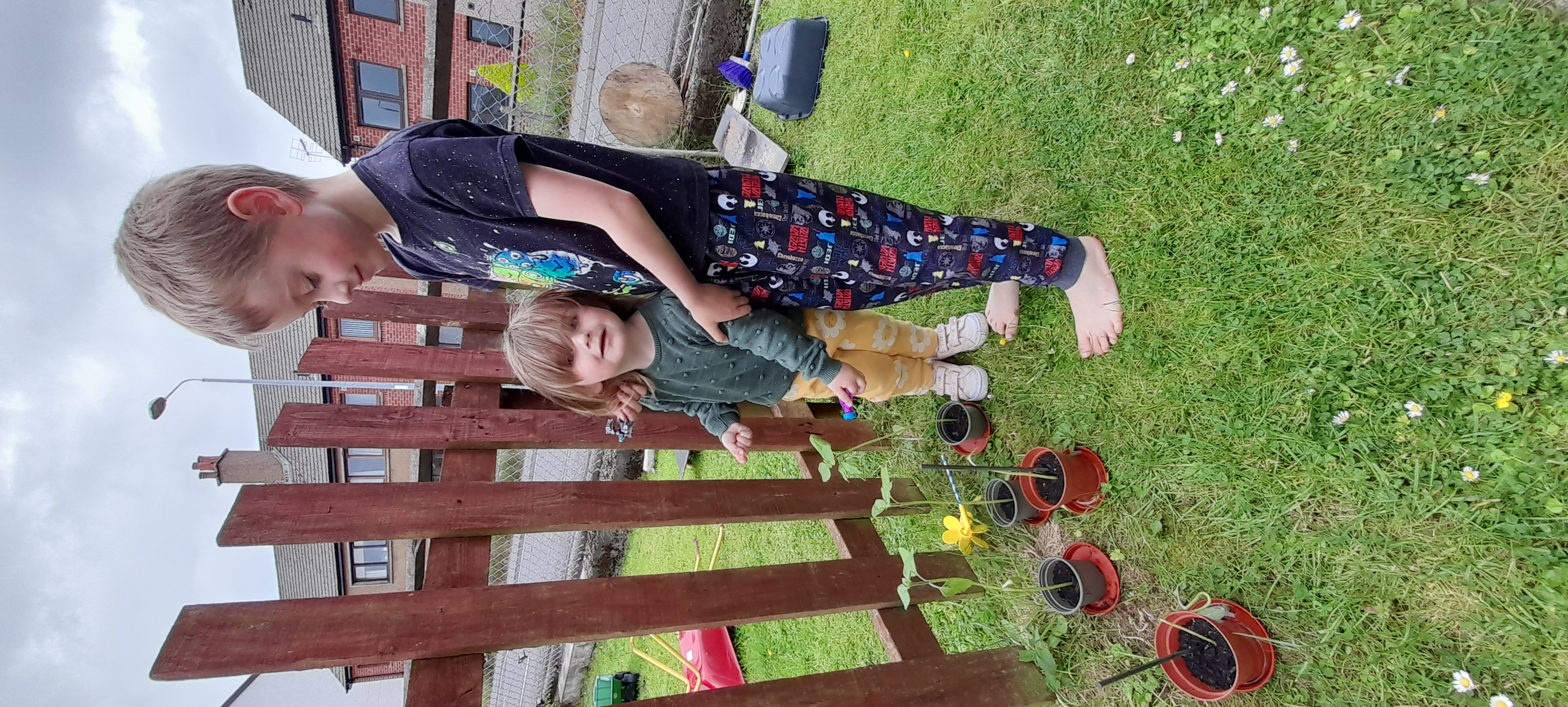 Jacquie B - My grandchildren sunflowers are coming along