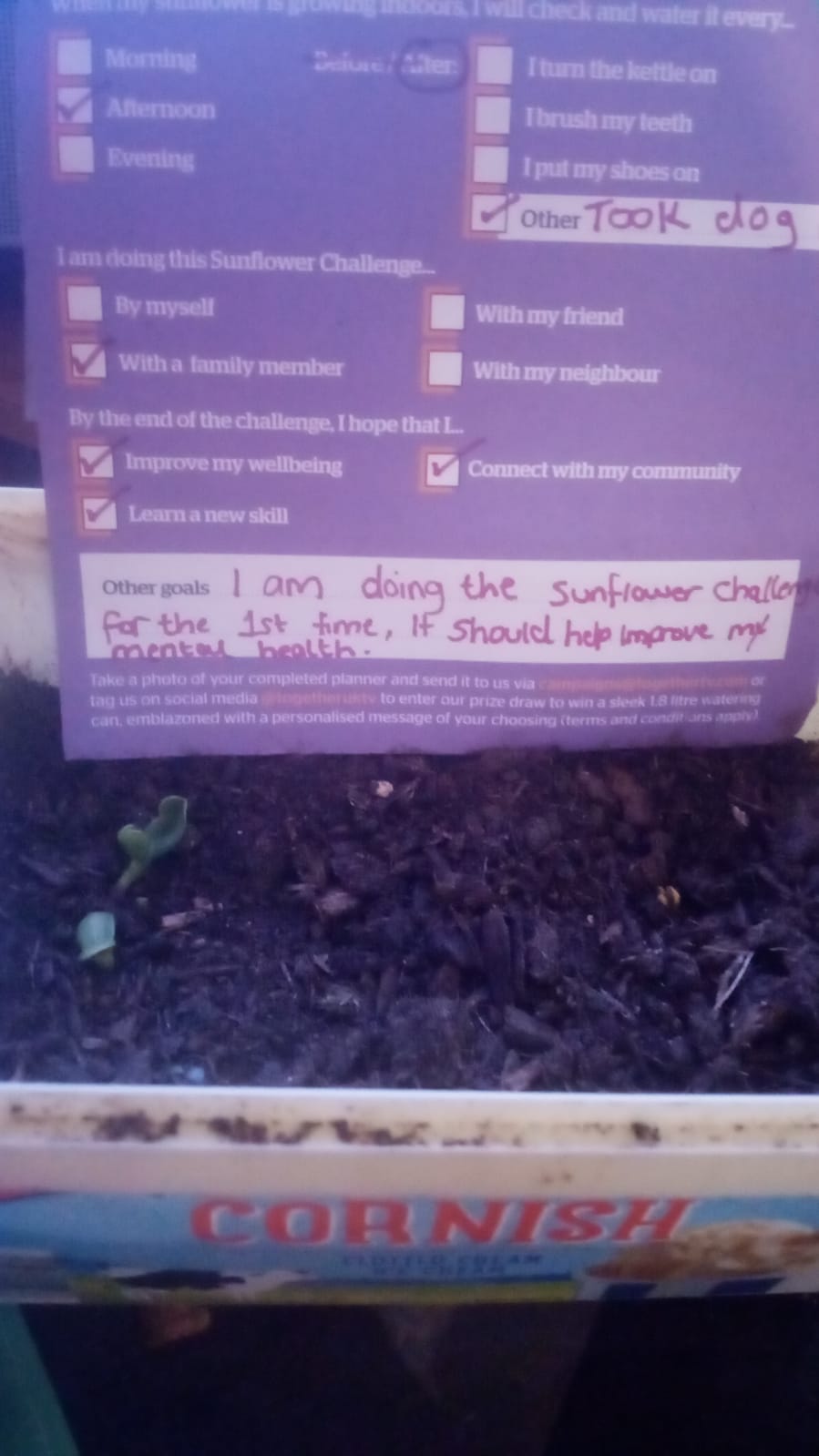 Jasmin W - My 2 sunflowers as I gave the others away to family..