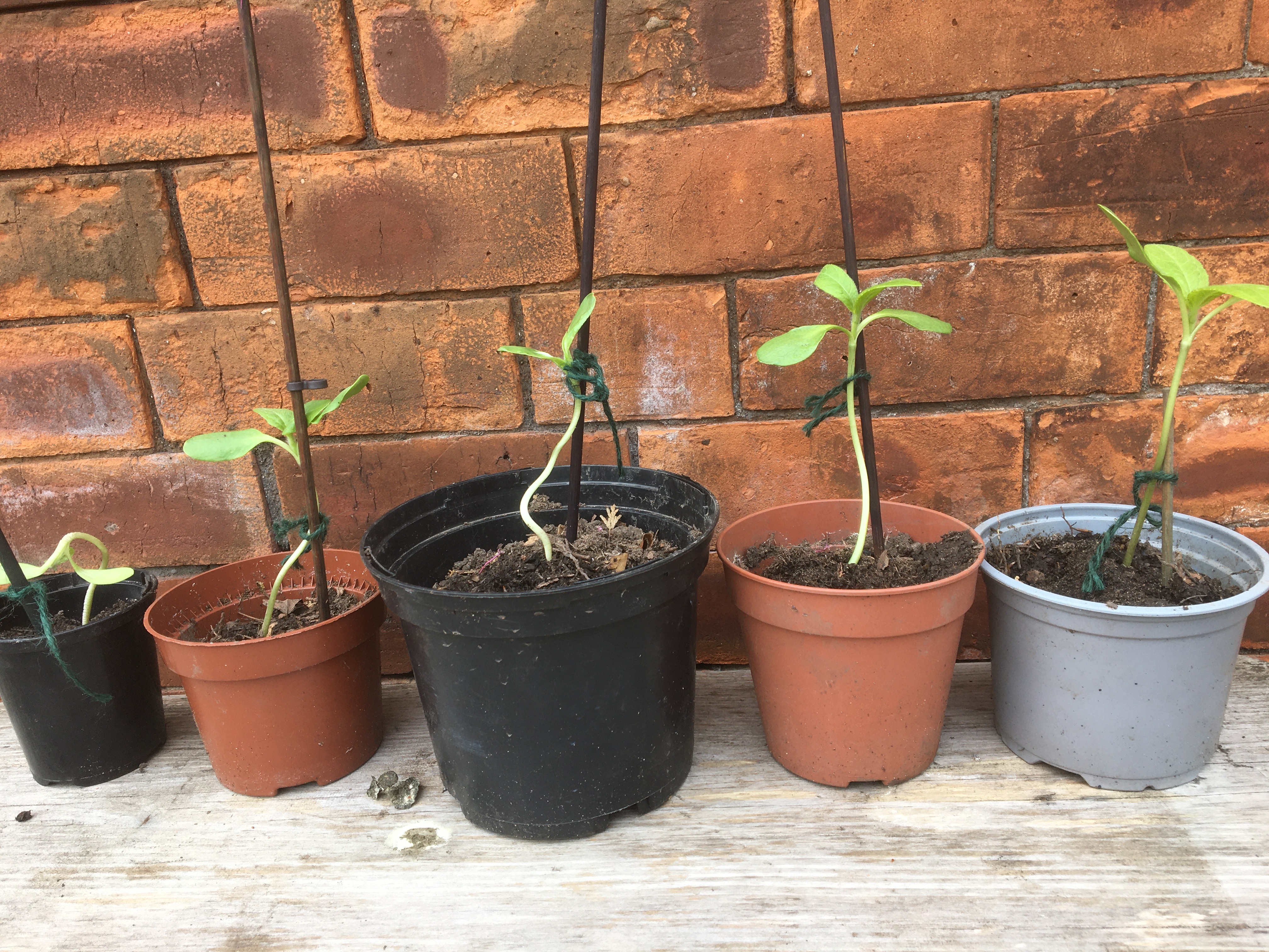 Geraint O - Sunflower selfie
