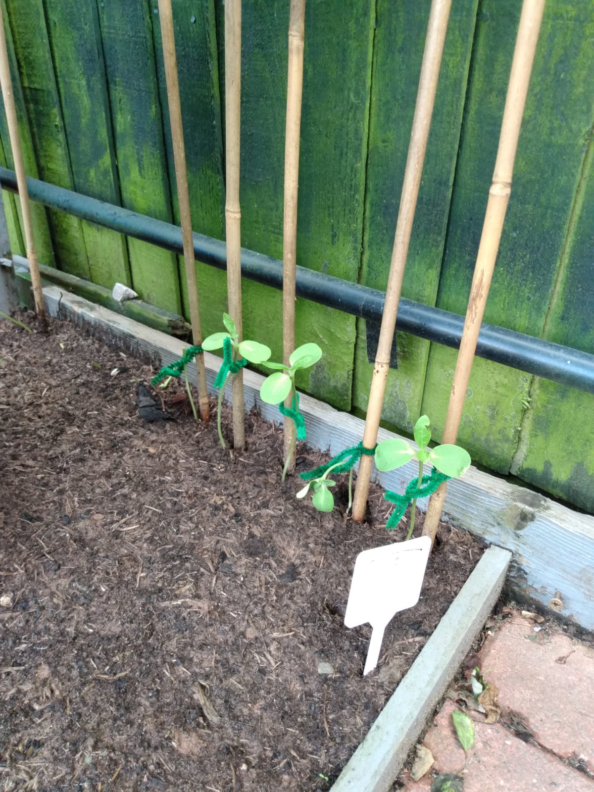 Geraint O - Sunflower selfie