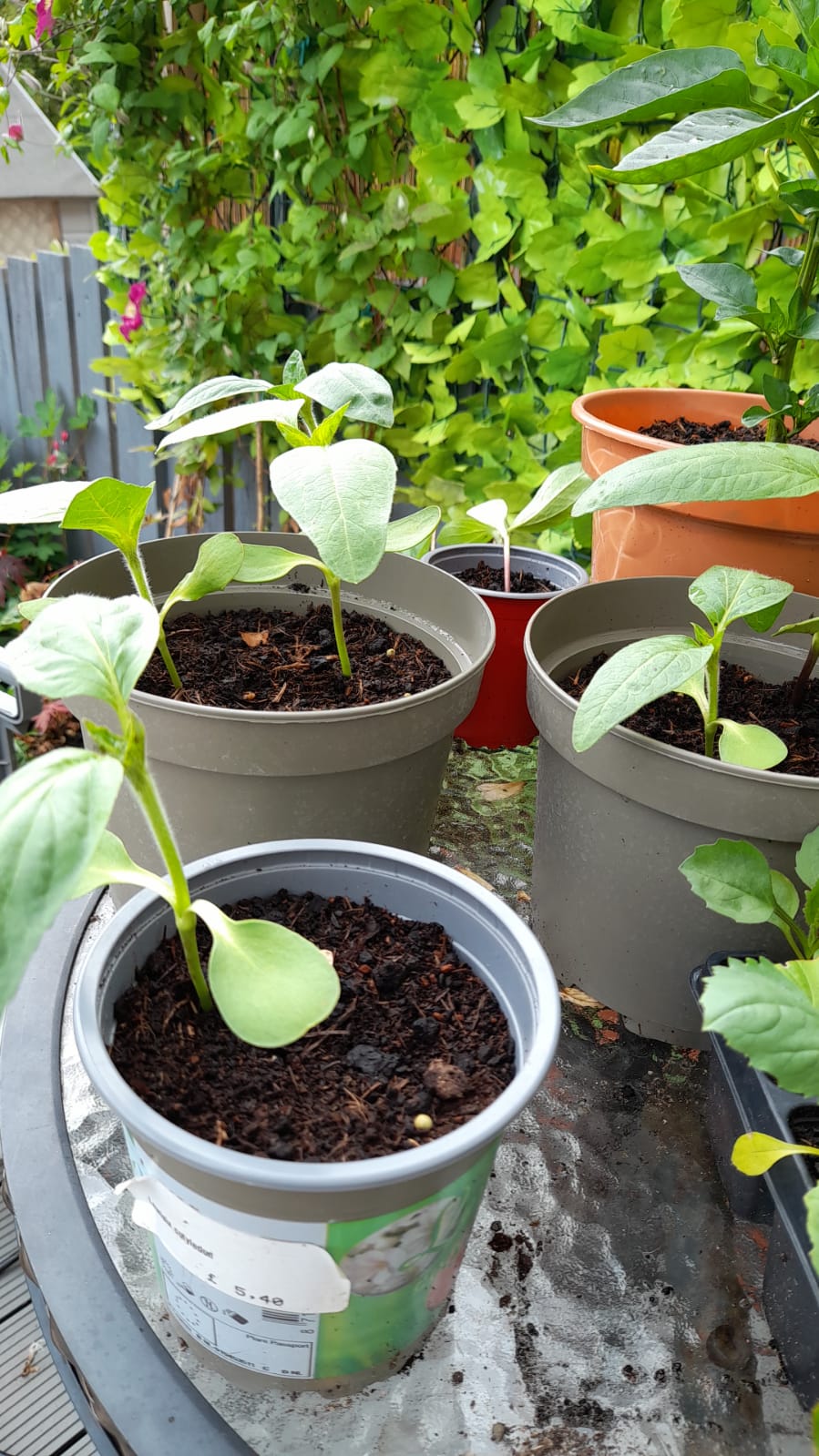 Geraint O - Sunflower selfie