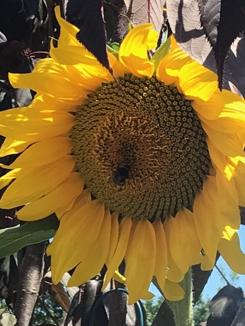 Jean and Isabella -  the lovely sunflowers we grew together