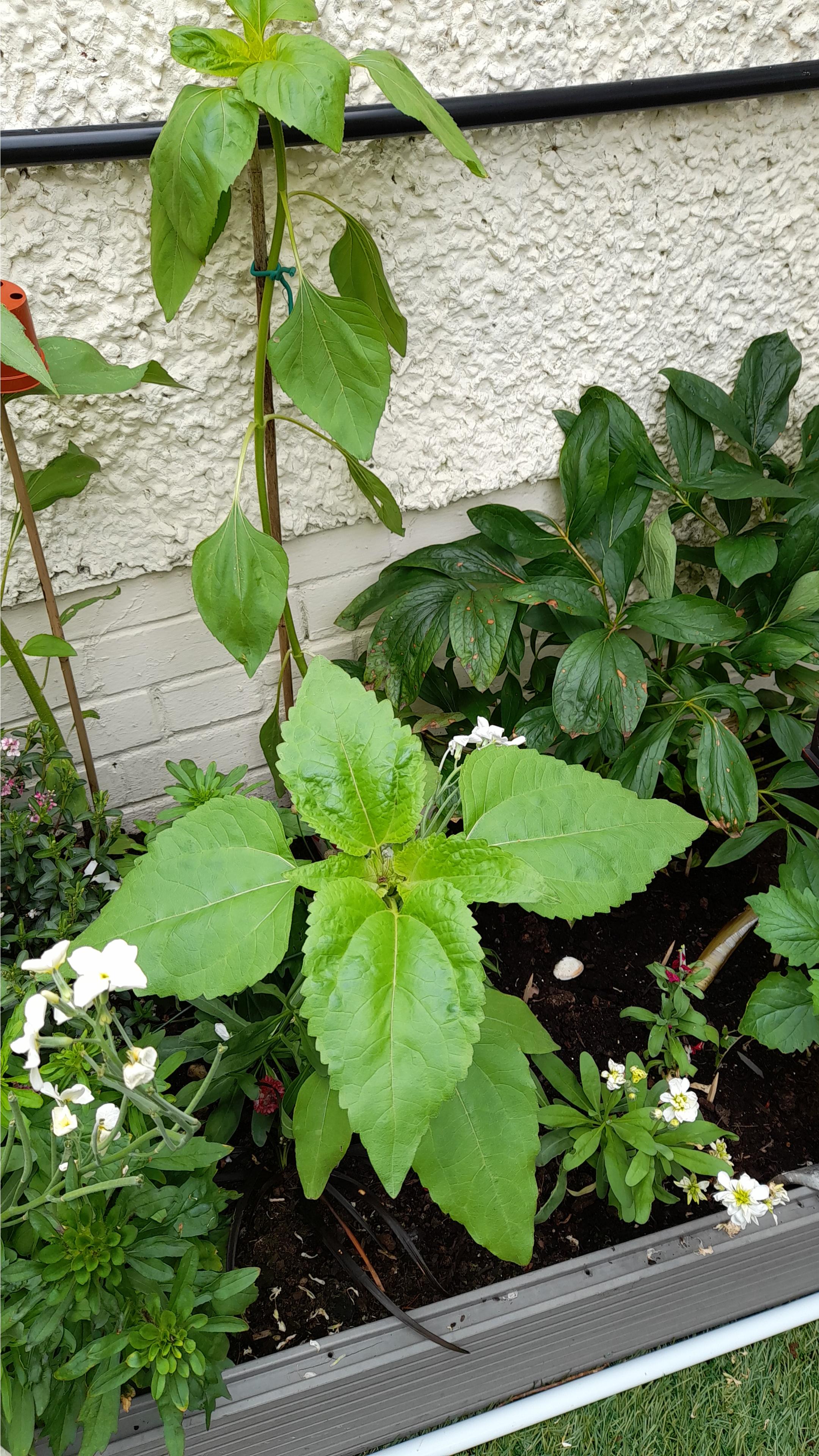 Geraint O - Sunflower selfie