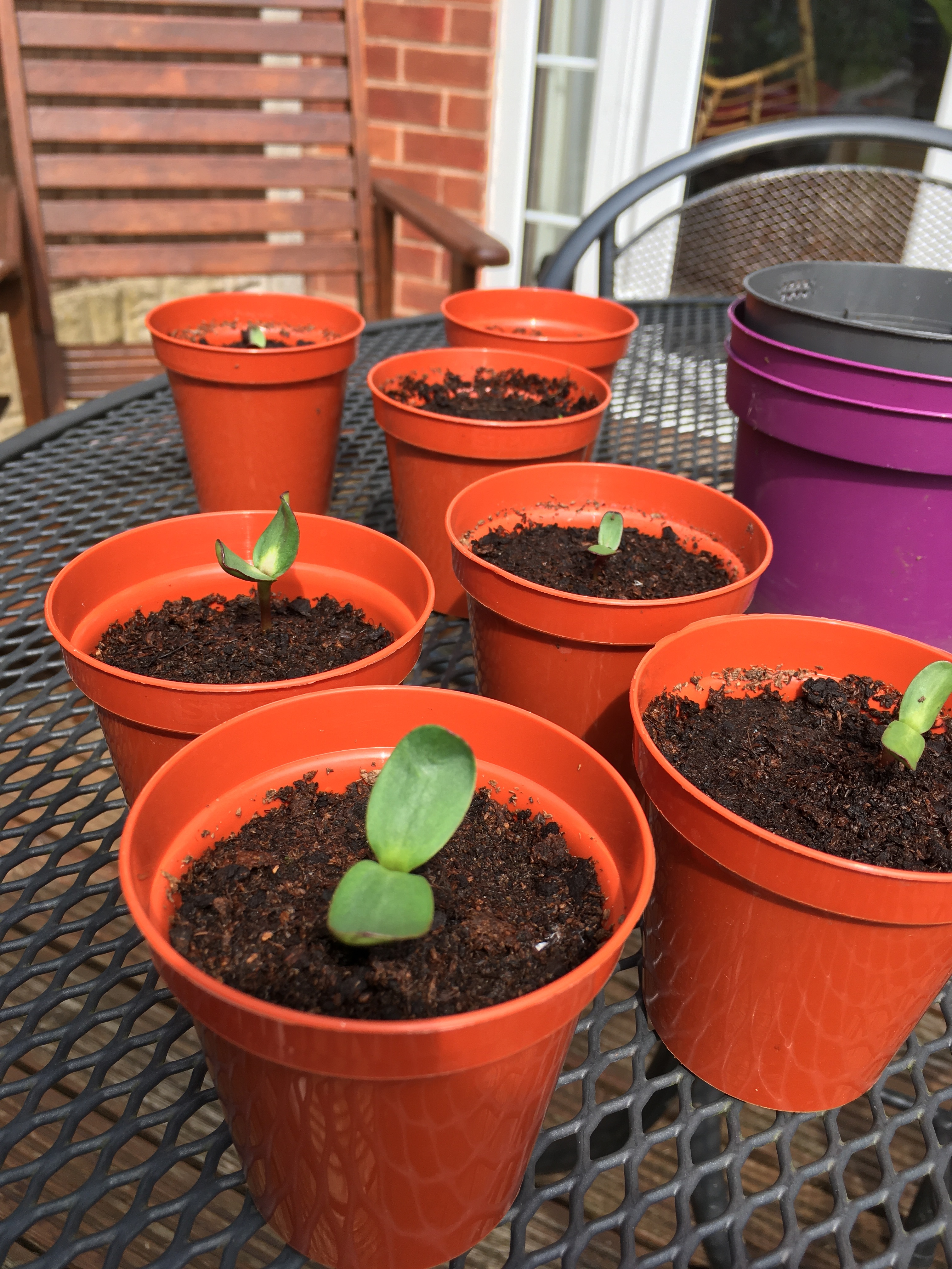 Geraint O - Sunflower selfie
