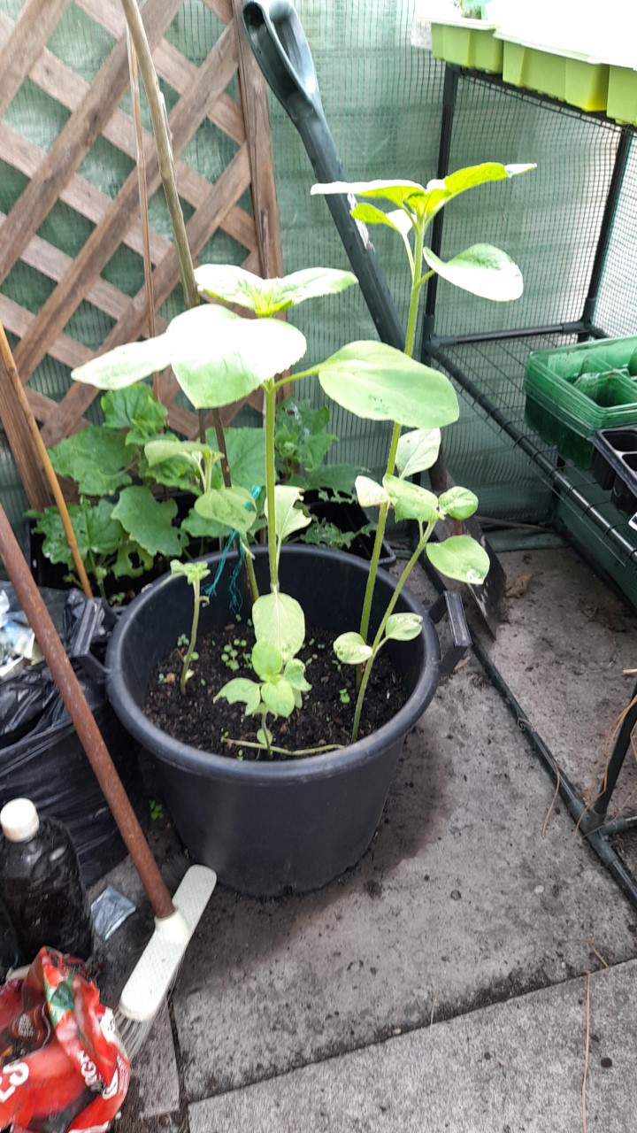 Jemma G at Guinness - growing well