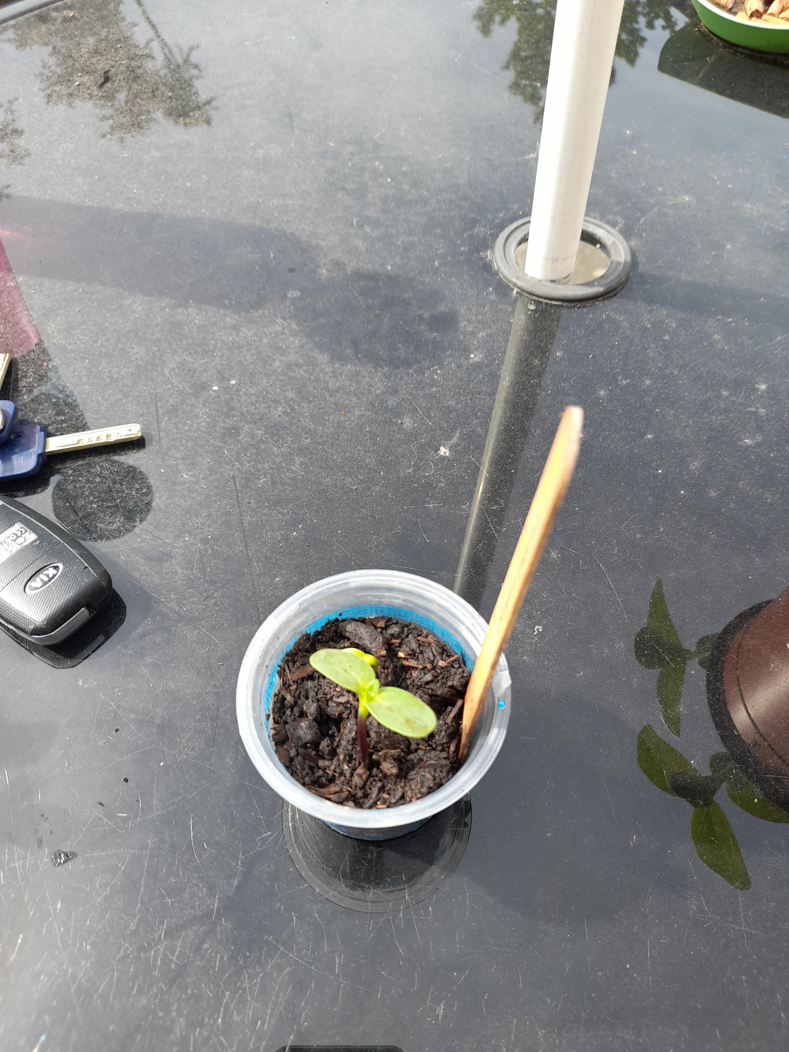 Guinness Project - Looking forward to seeing them grow.