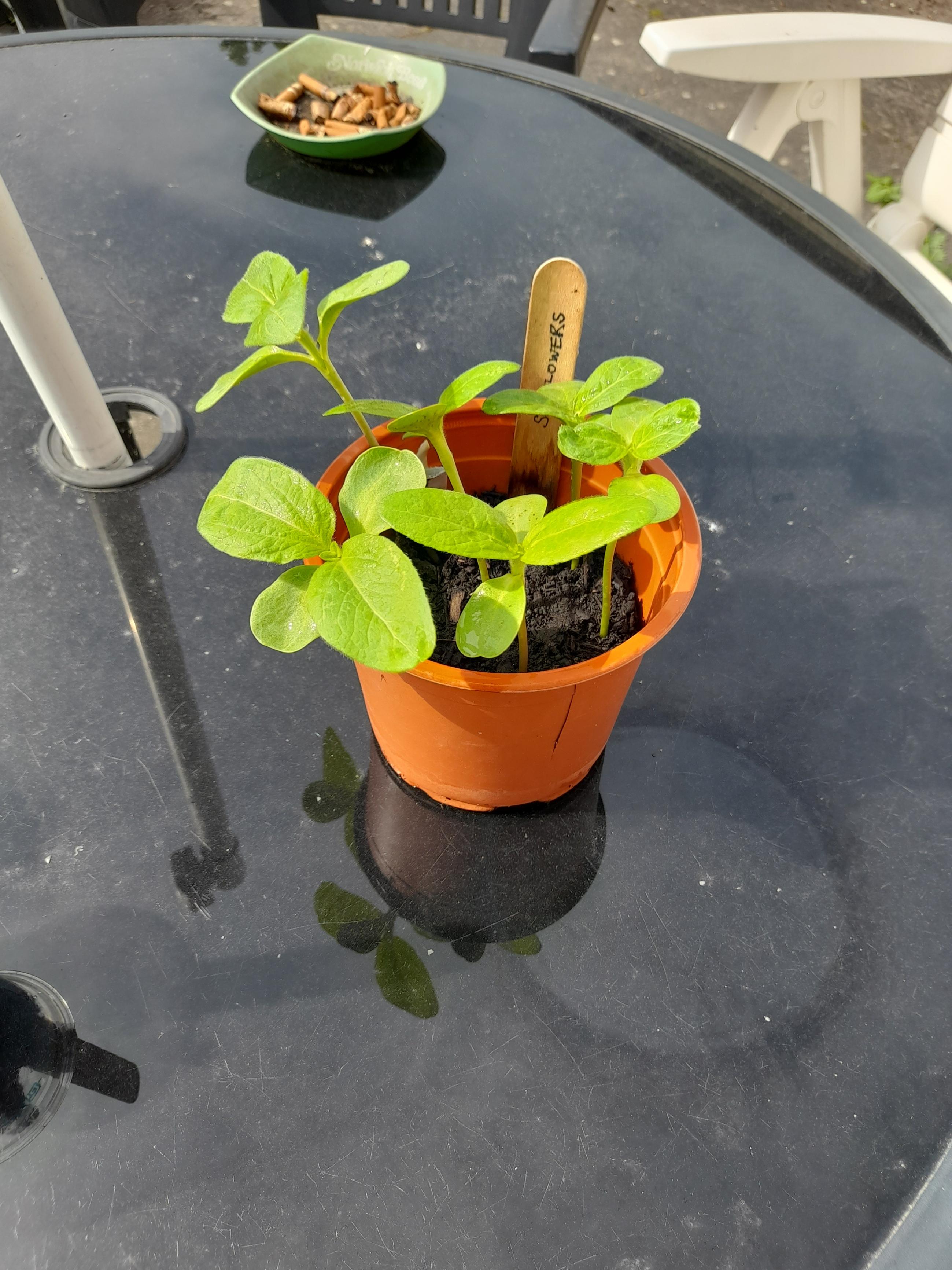 Guinness Project - Looking forward to seeing them grow.