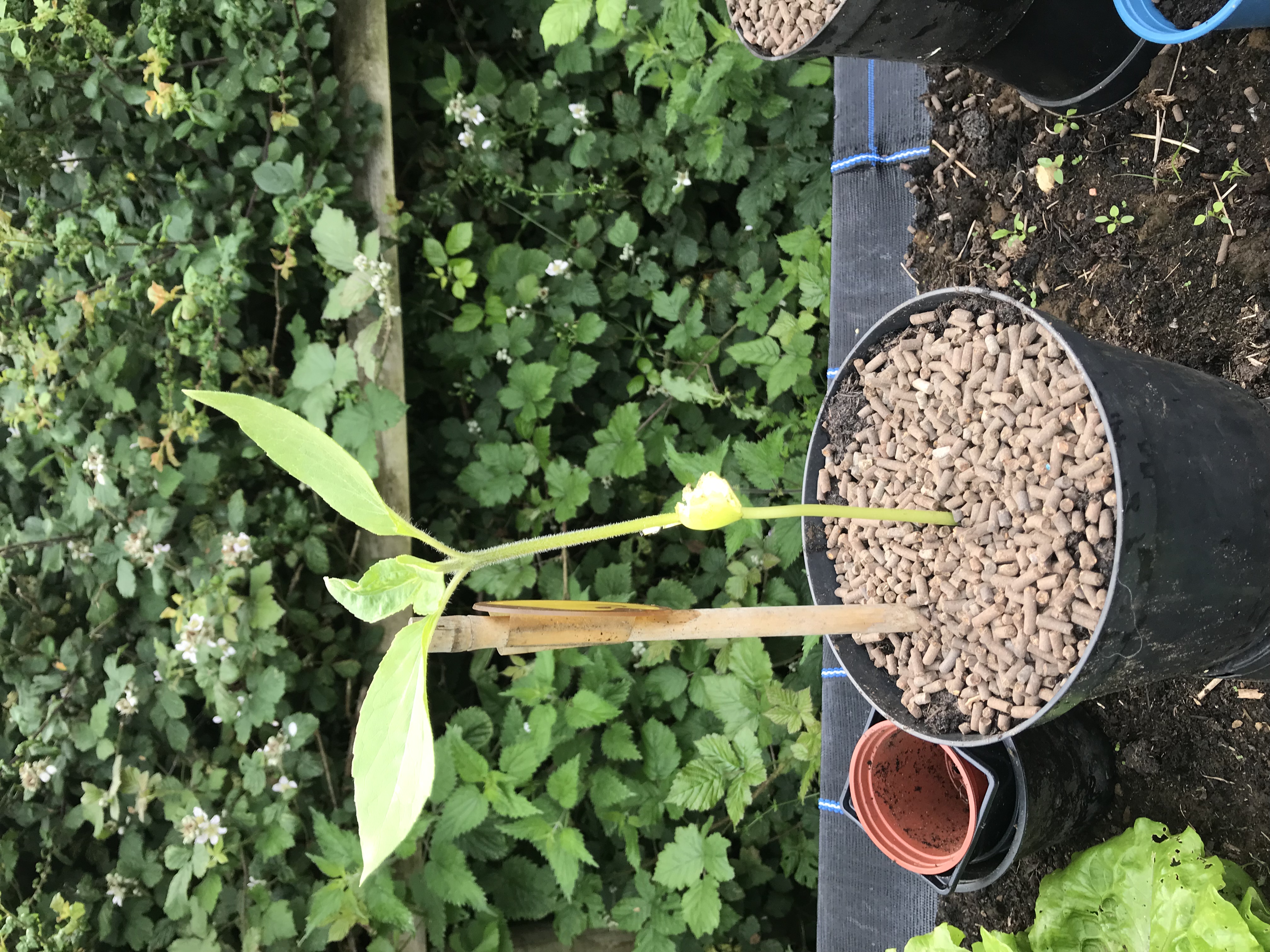 Geraint O - Sunflower selfie