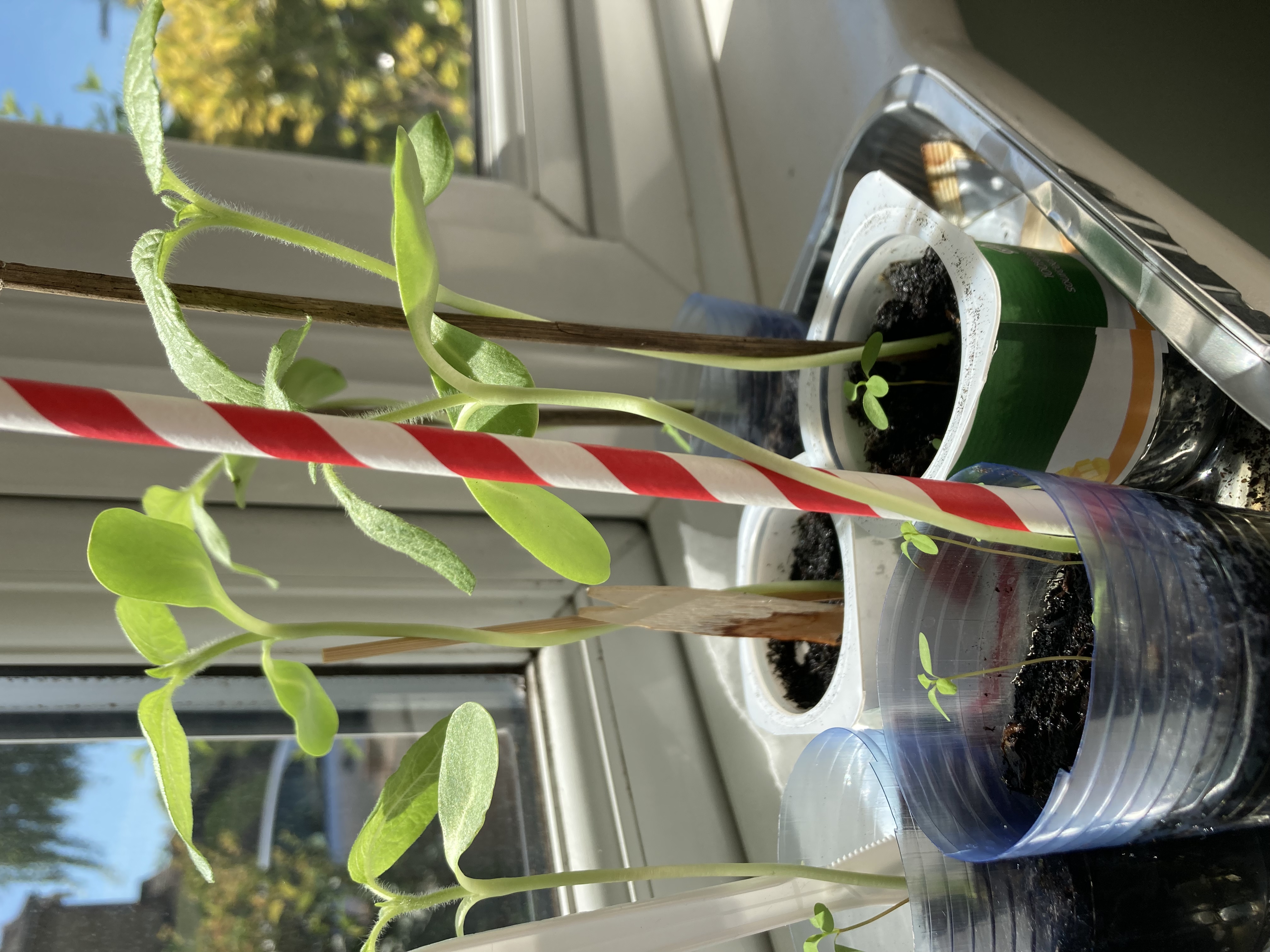 Joanne H - Sunflower Selfie