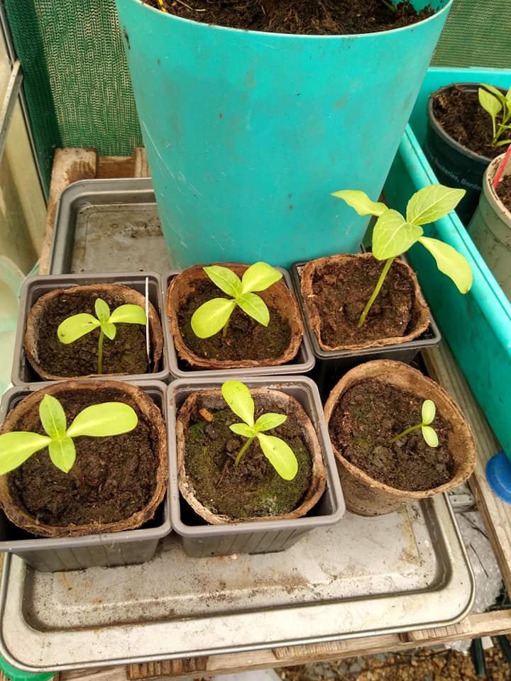 Geraint O - Sunflower selfie