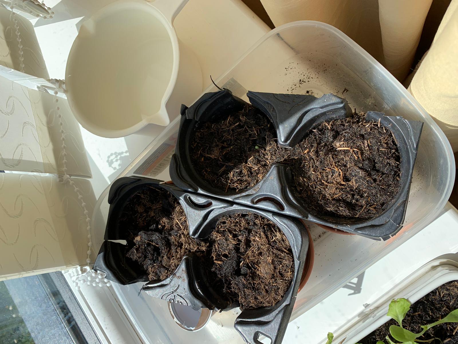 Julie B - My sunflower selfies