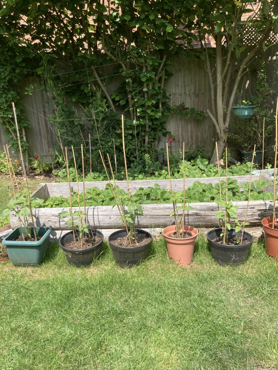 Kalyani M - This is how tall my sunflowers are