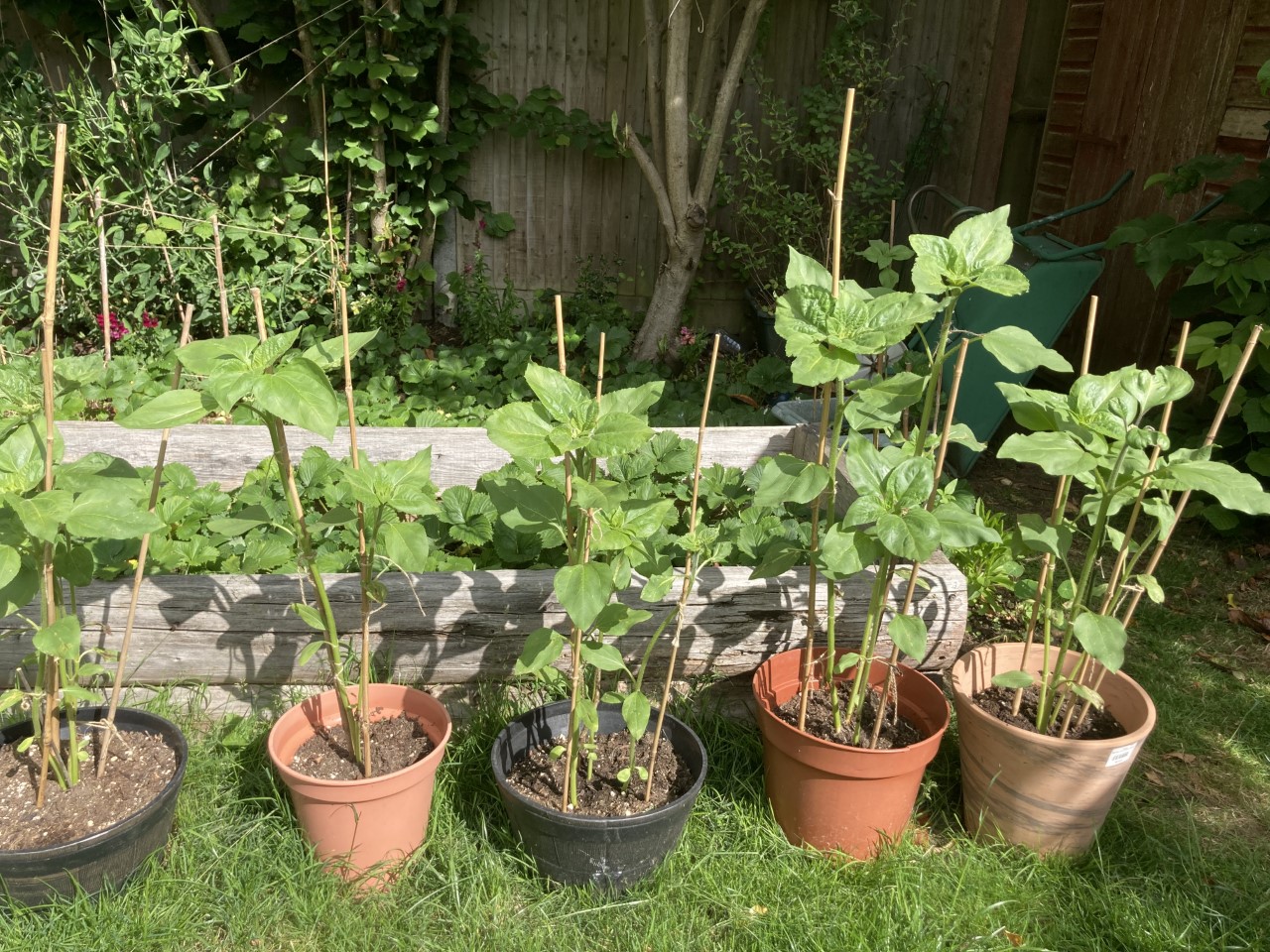 Kalyani M- week 10 my sunflowers are growing