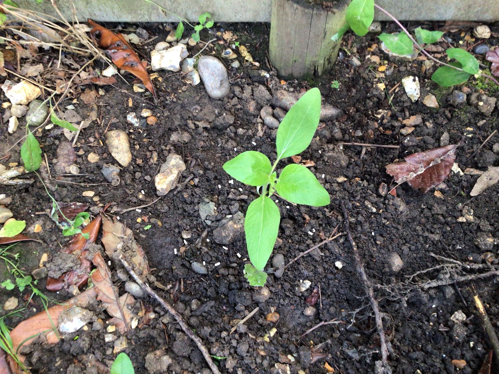 Geraint O - Sunflower selfie