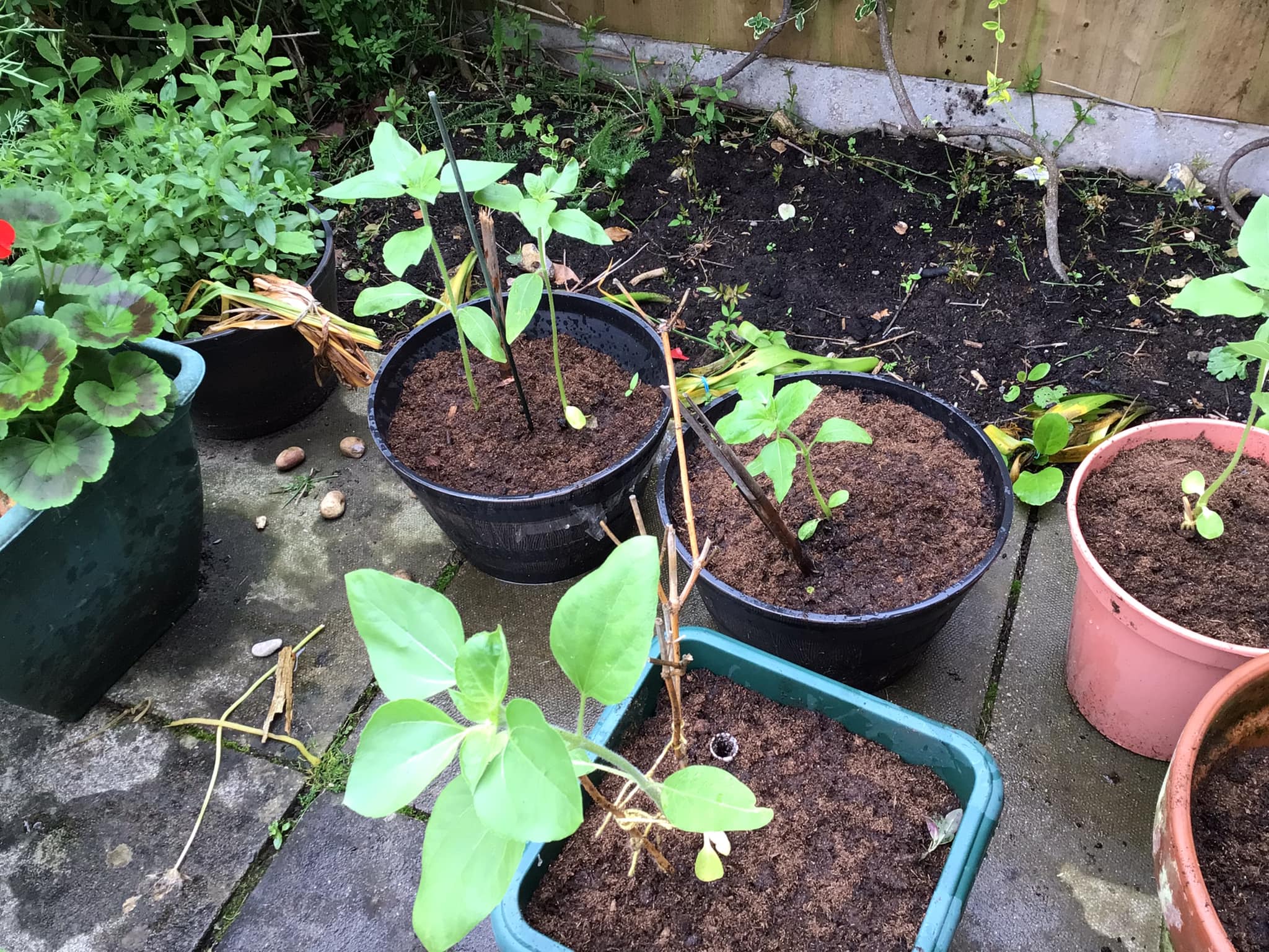 Geraint O - Sunflower selfie