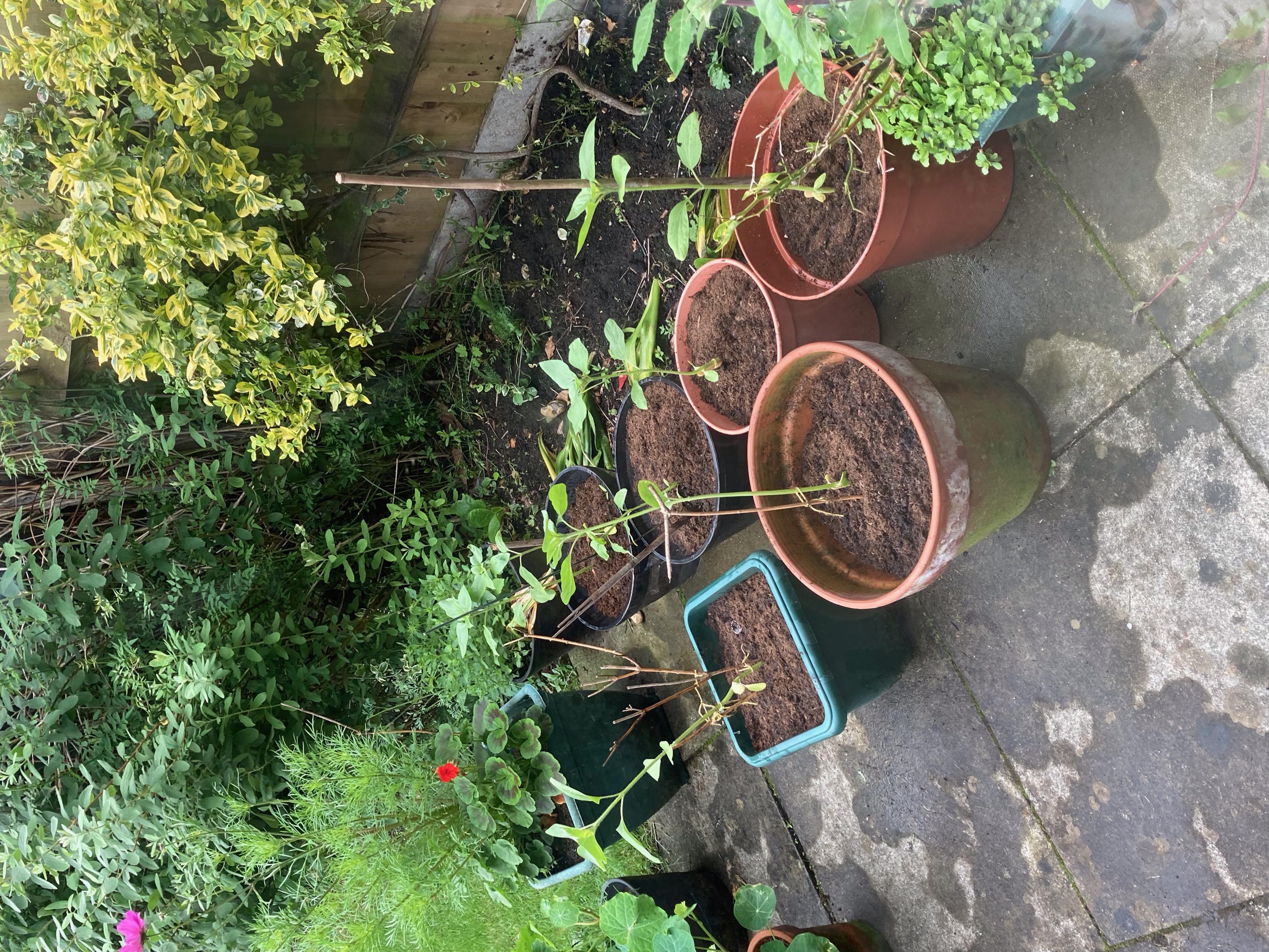 Geraint O - Sunflower selfie