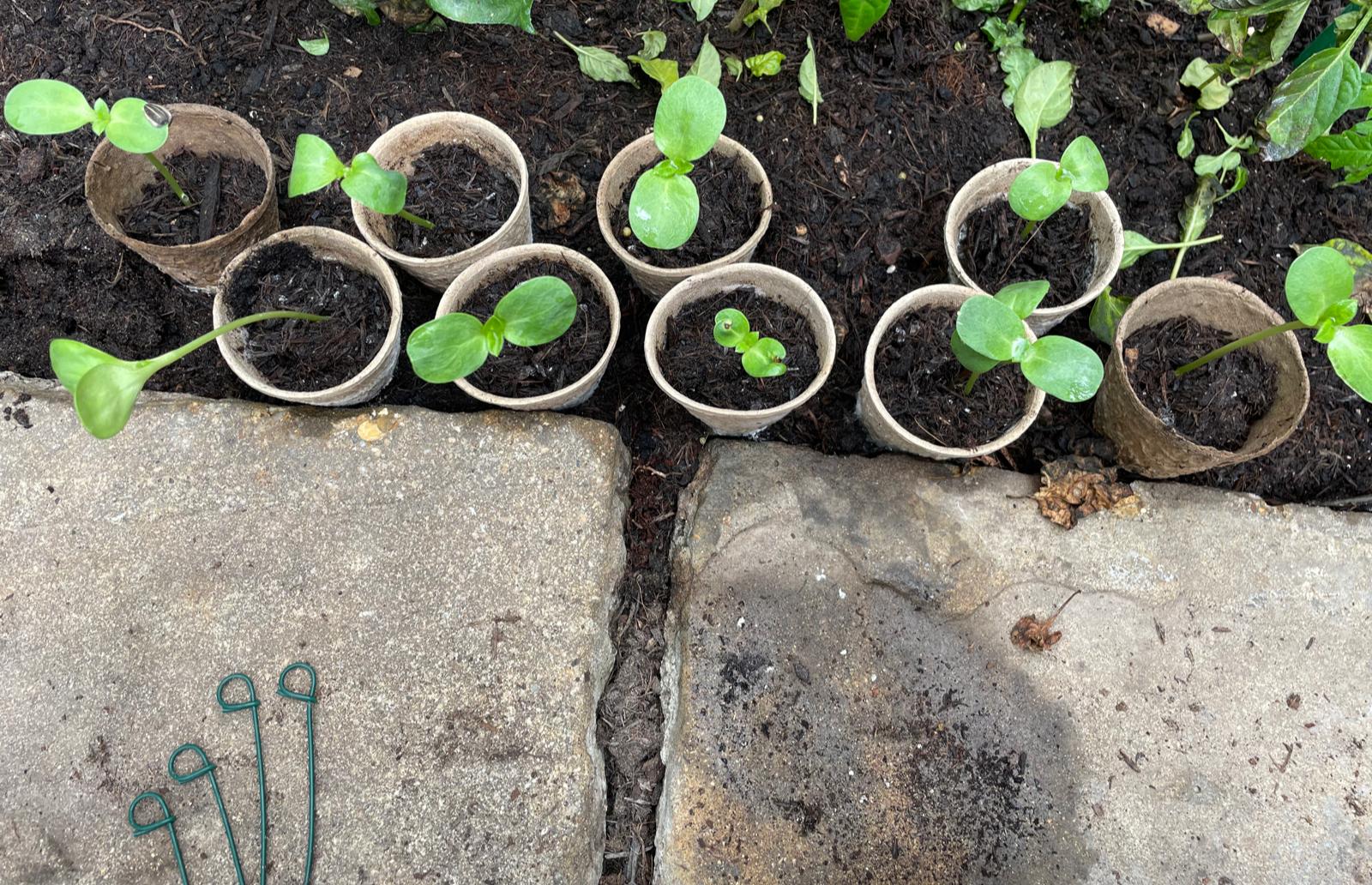 Geraint O - Sunflower selfie