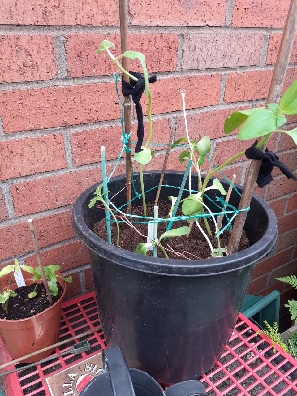 Karen and Derrick W -These our sunflowers what's left. Outside.