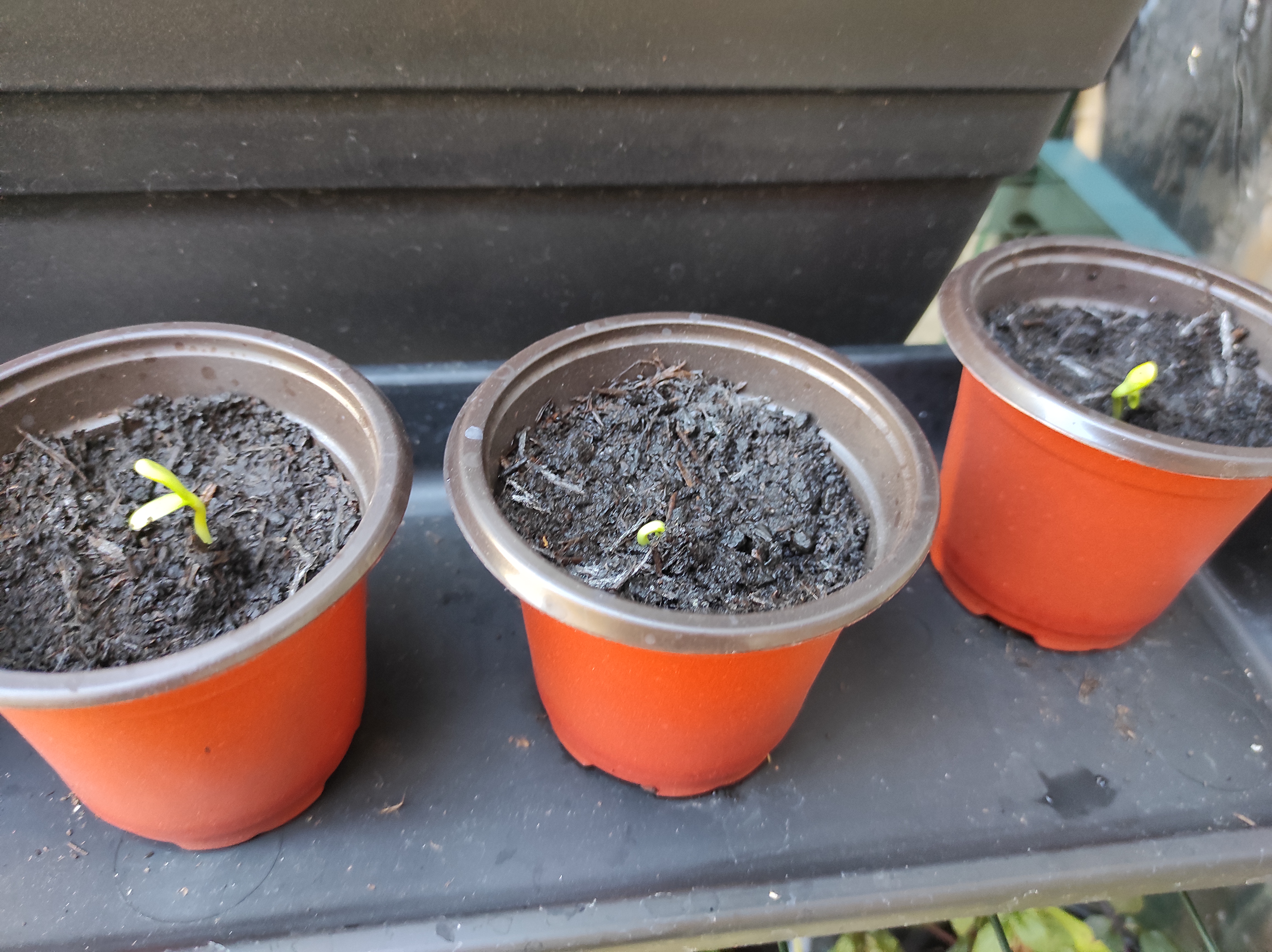 Kate - This is exactly one week after planting the seeds.  Such a fab feeling seeing them grow...!