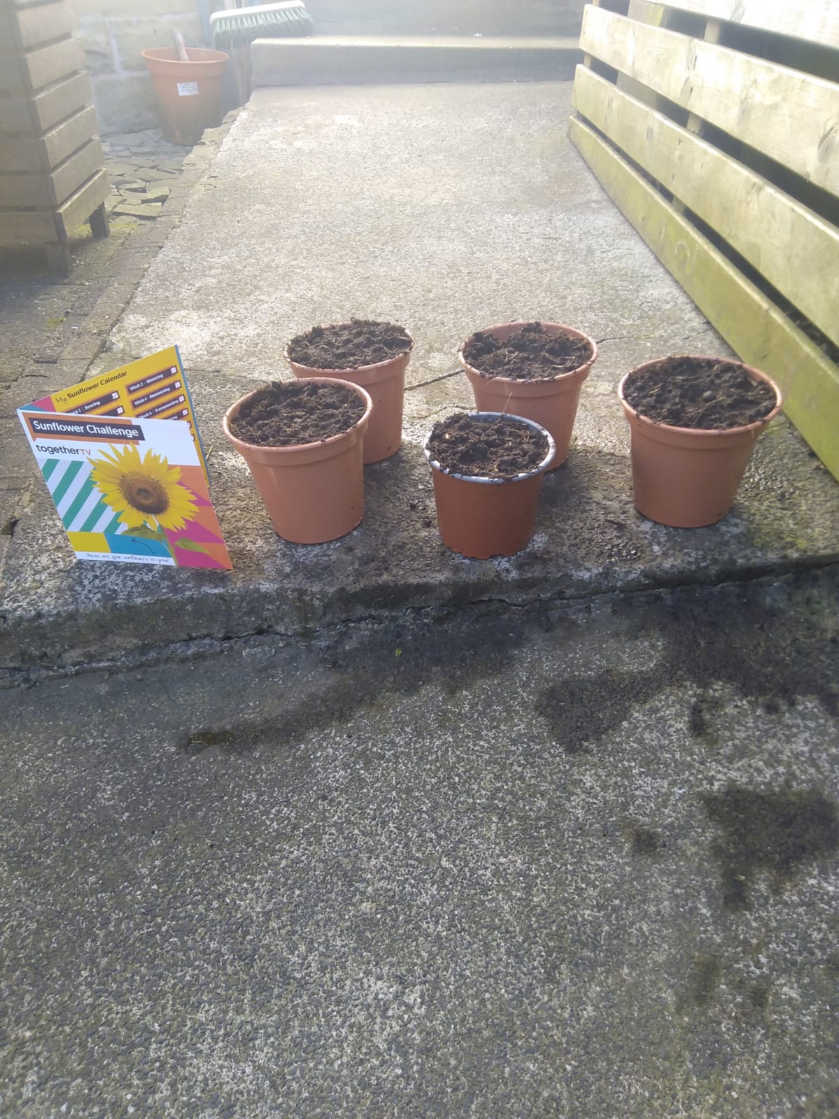 Geraint O - Sunflower selfie
