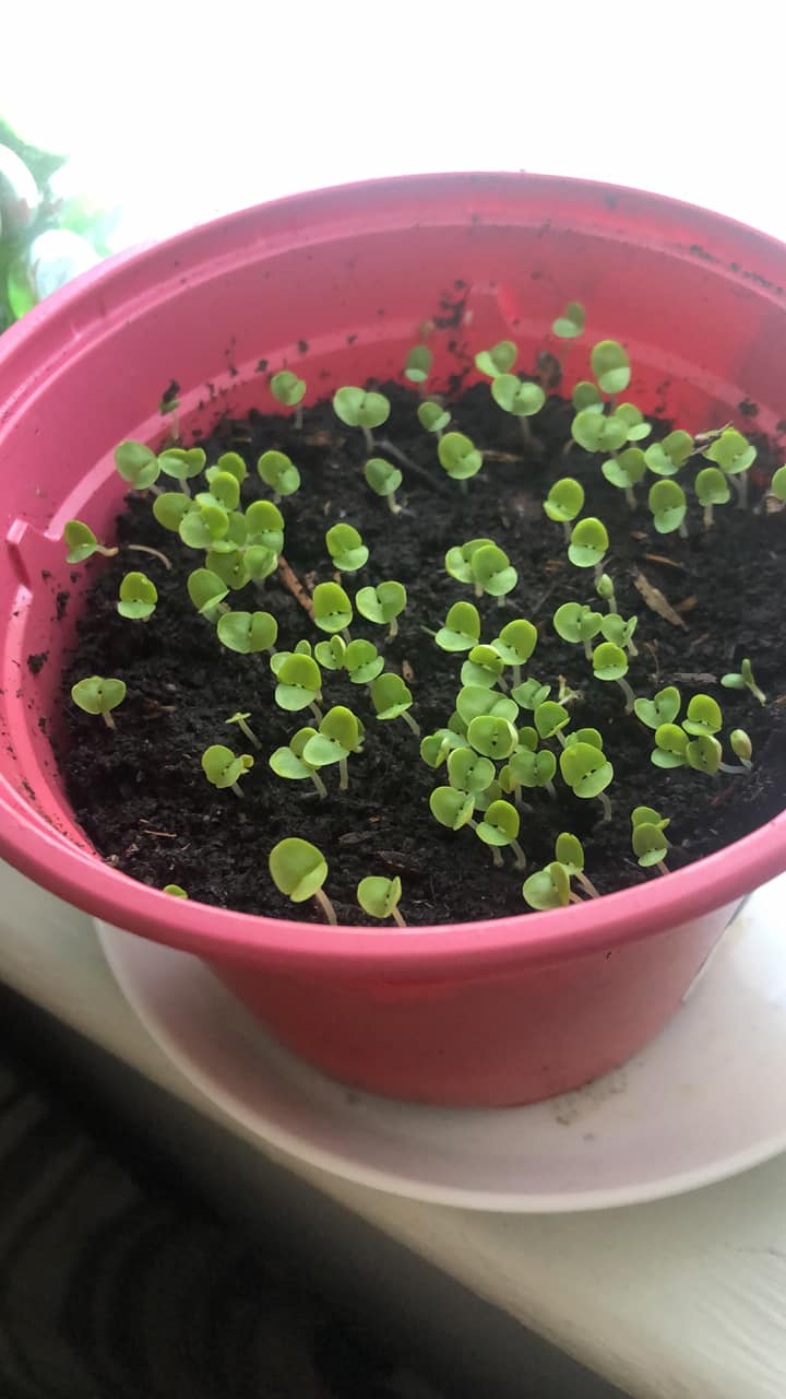 Kathy S - Been a week, coming along nicely