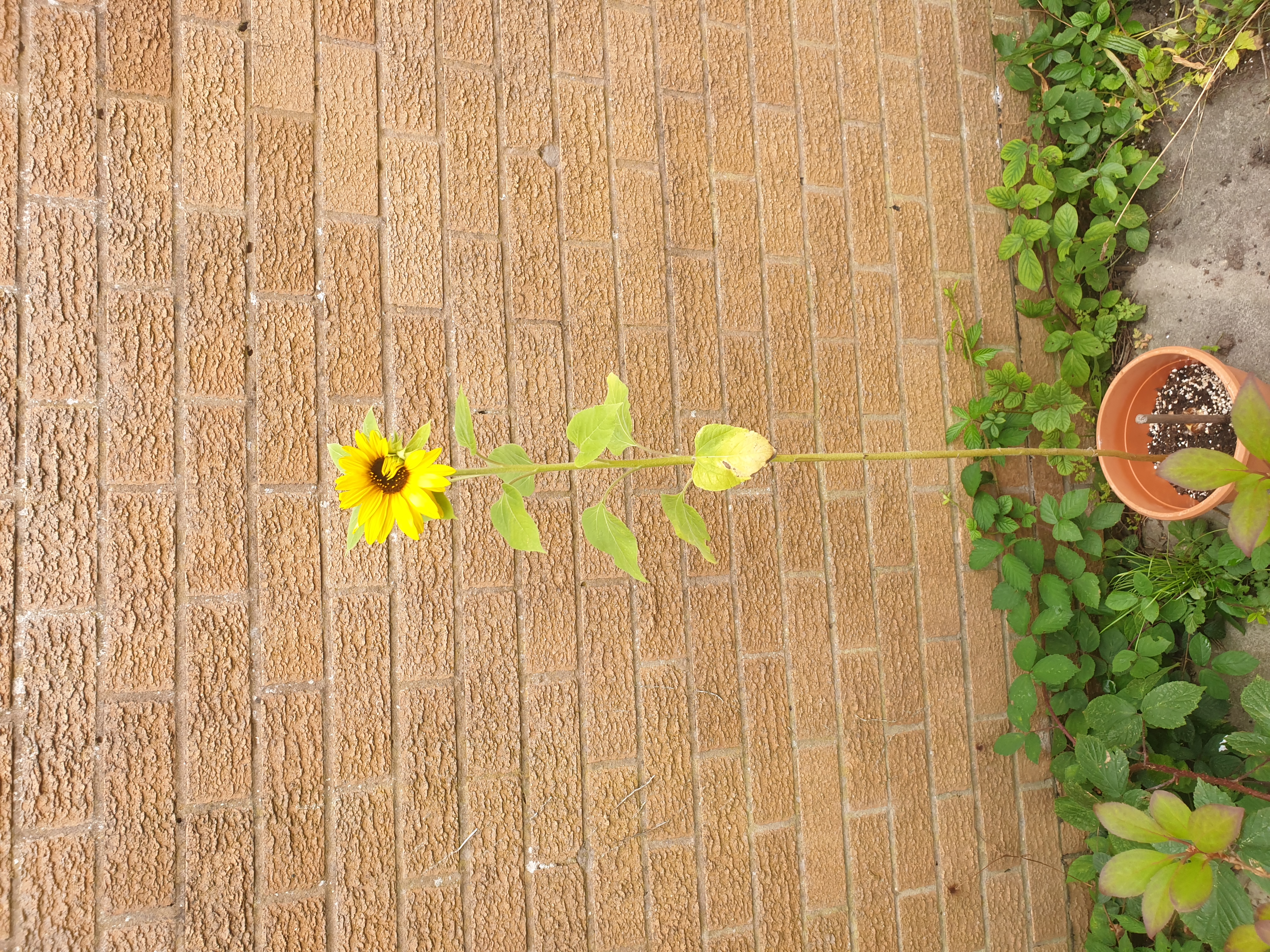 Katie, Christian and Keria - We have a flower!