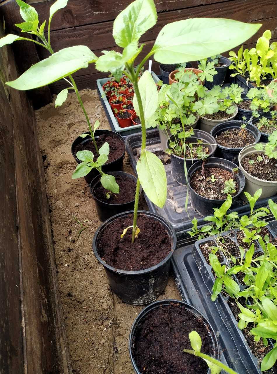 Geraint O - Sunflower selfie