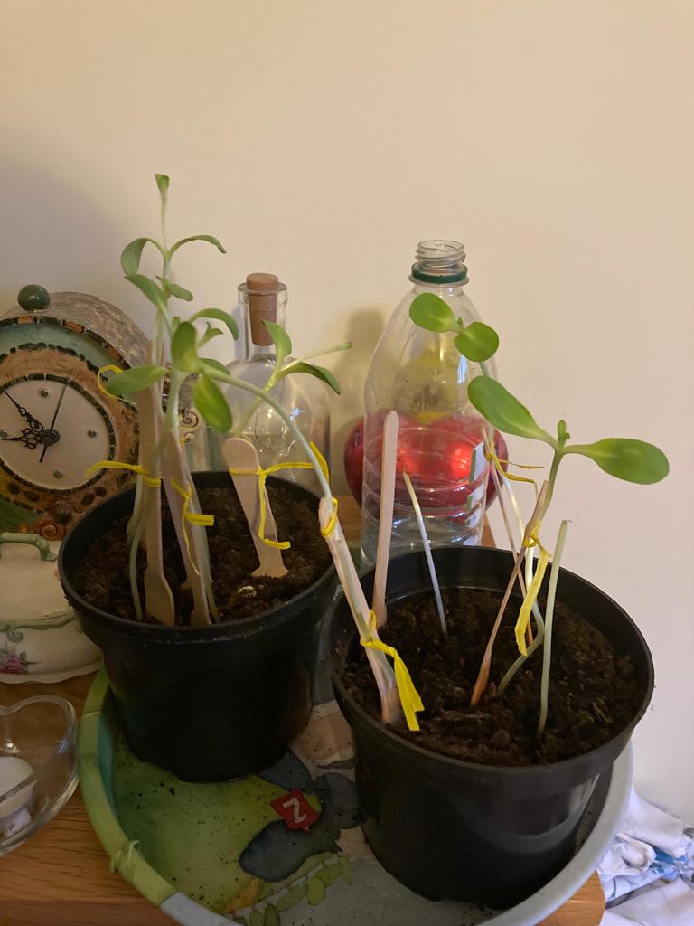 Kay W - Looking good, need to go outside now!