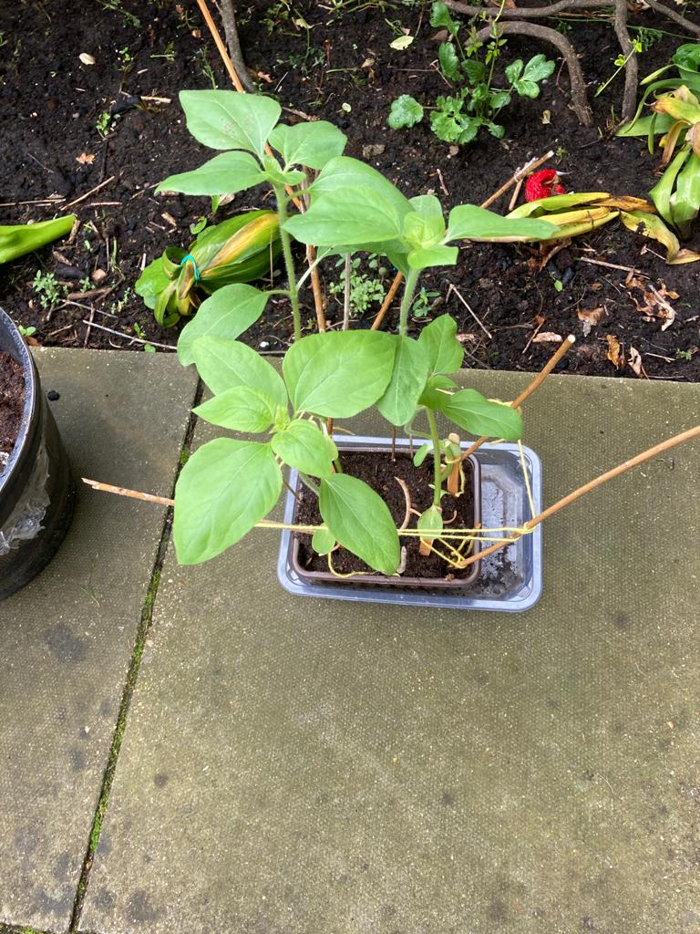 Geraint O - Sunflower selfie