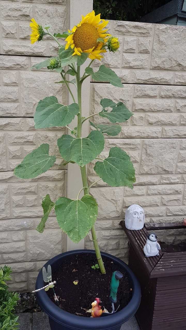Geraint O - Sunflower selfie