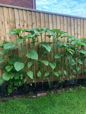 Geraint O - Sunflower selfie