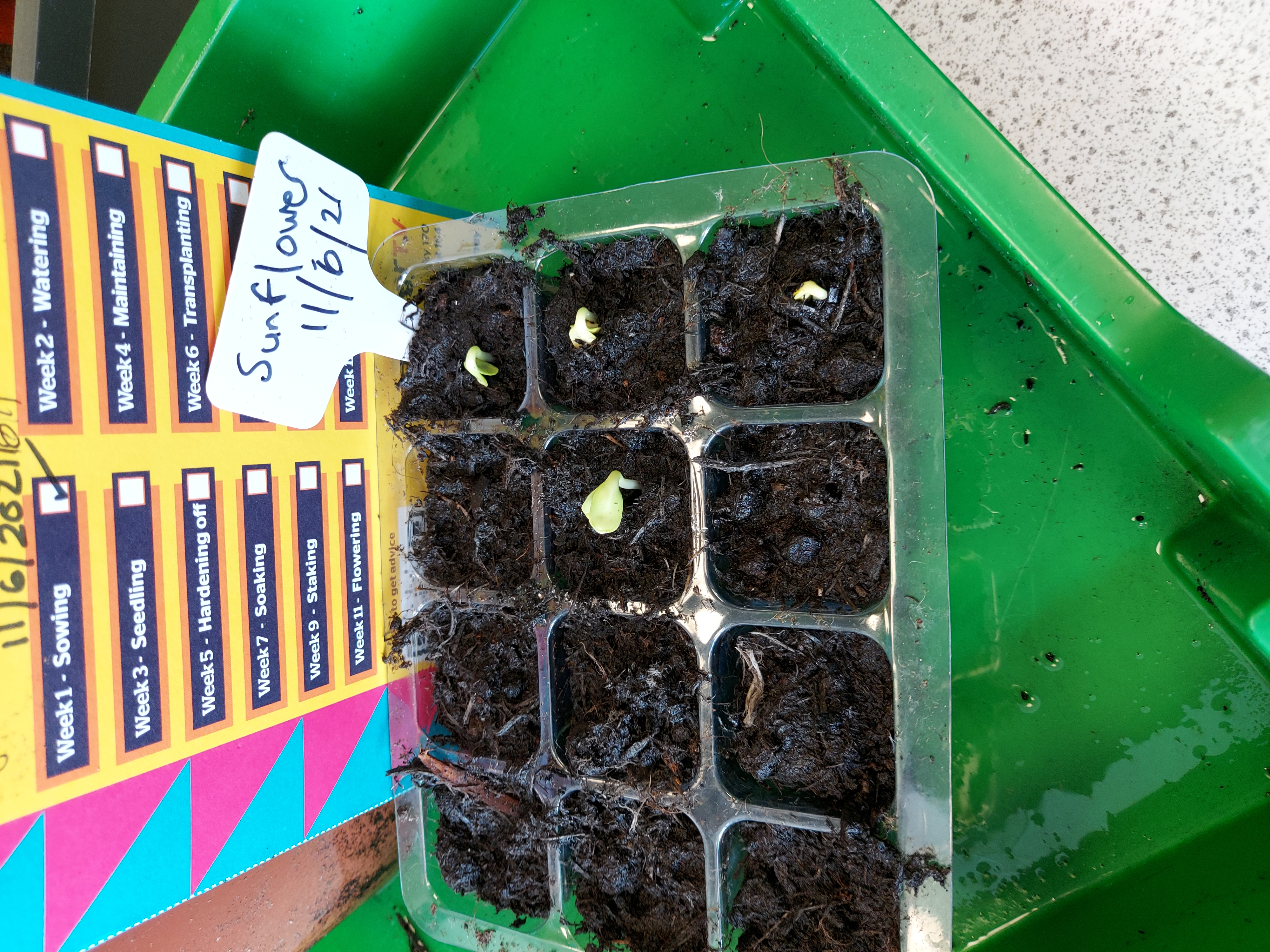 LIsa M - Thanks here are my seed pictures