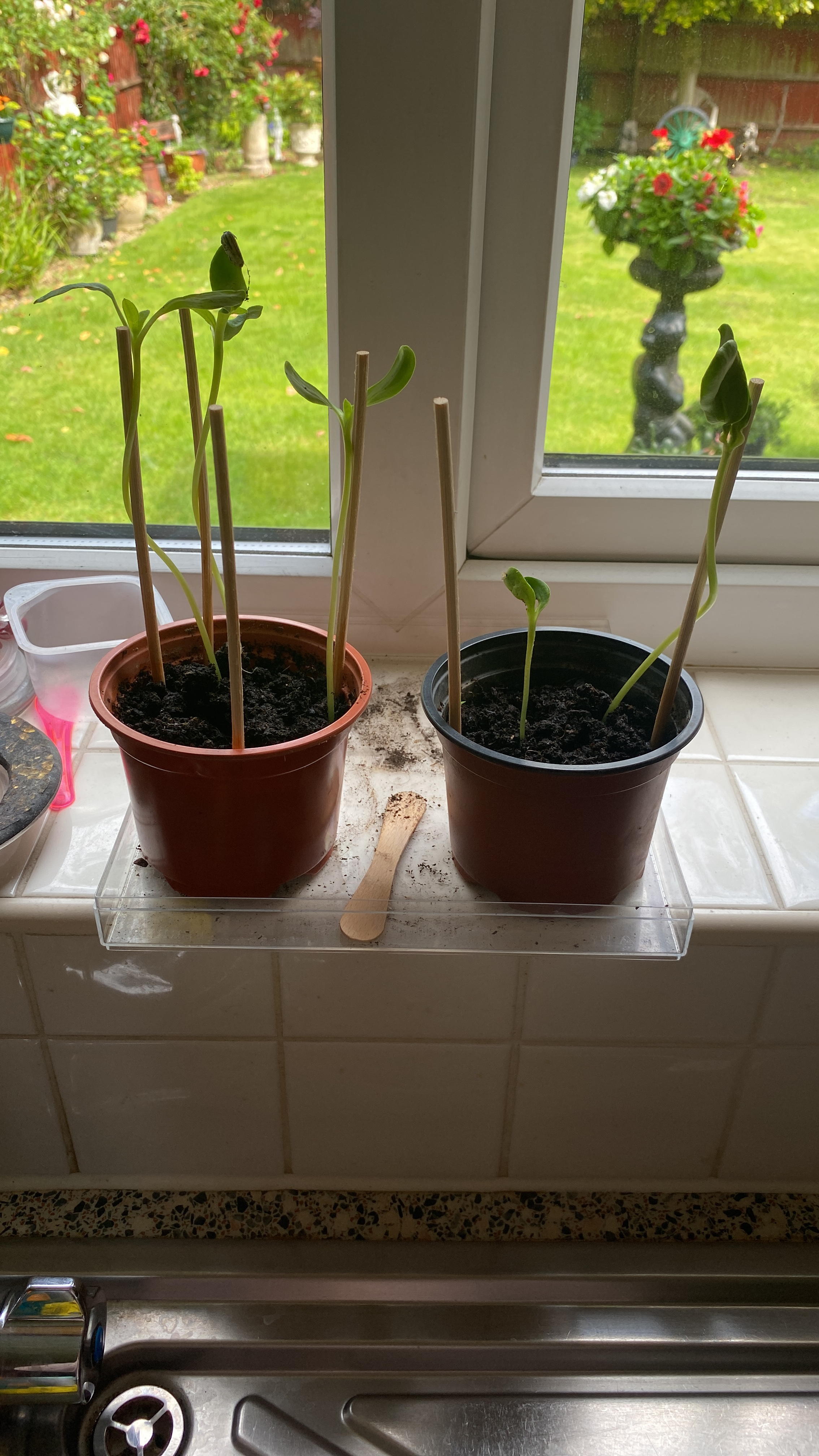 Geraint O - Sunflower selfie