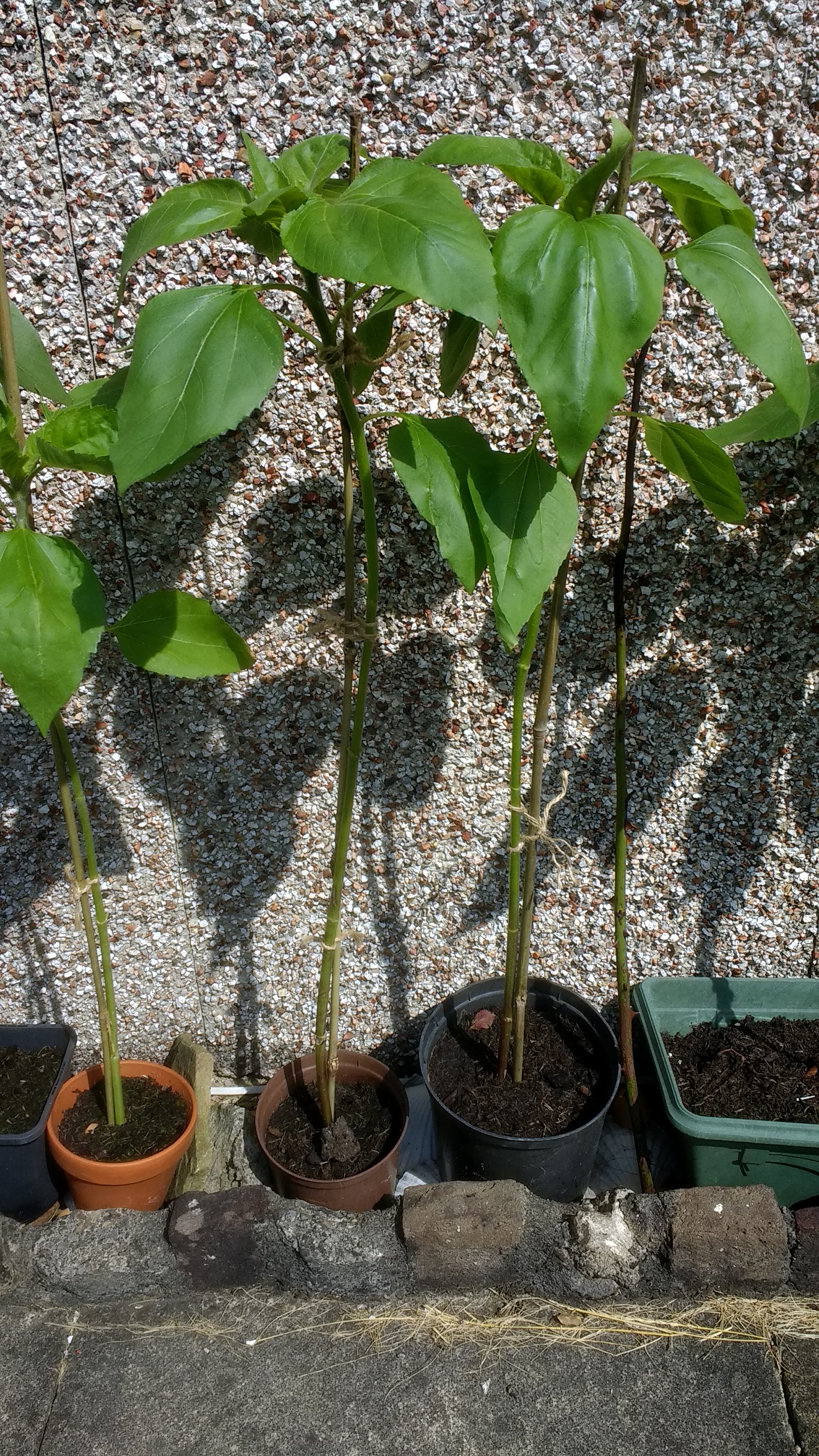 Geraint O - Sunflower selfie
