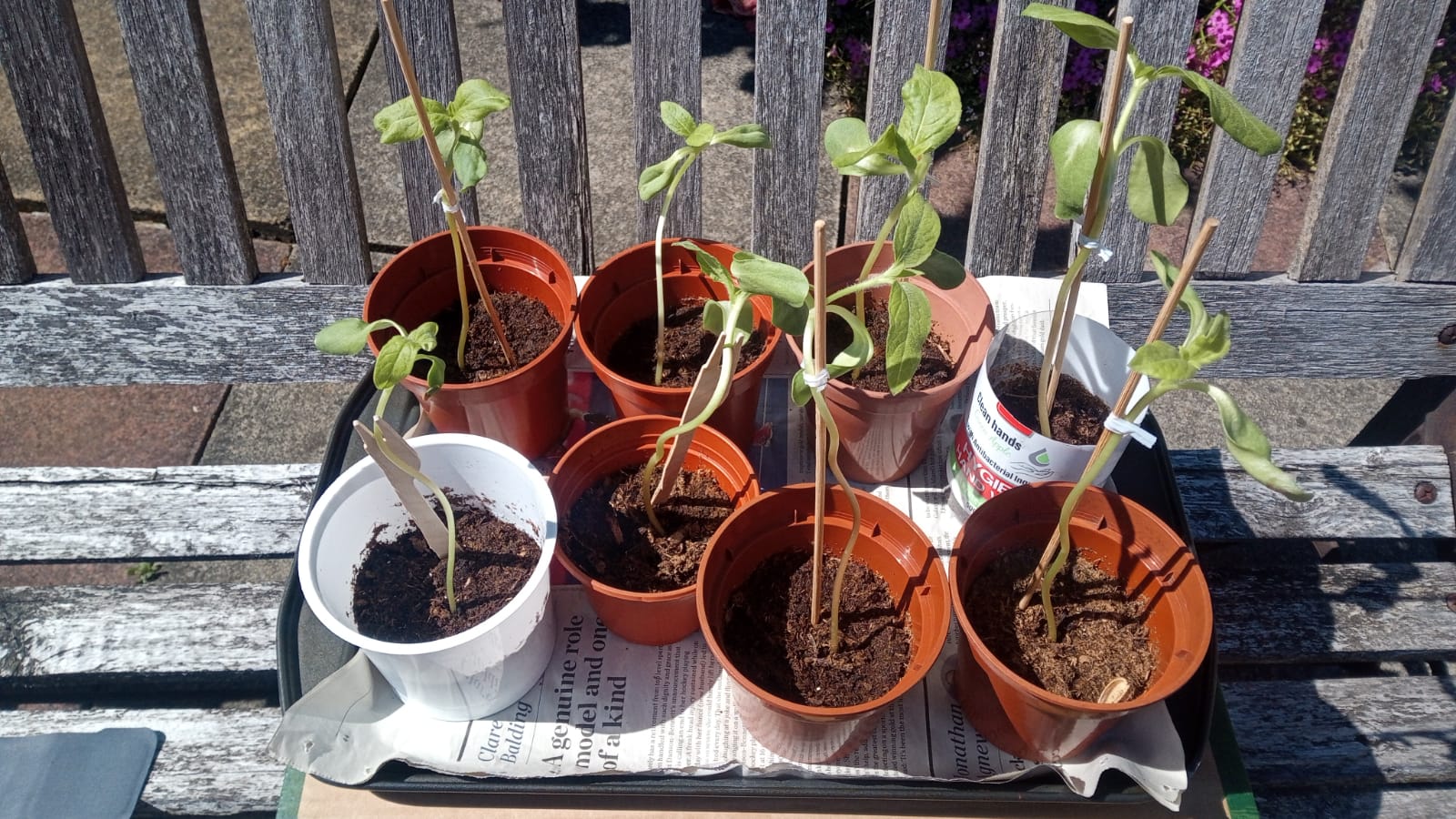 Geraint O - Sunflower selfie