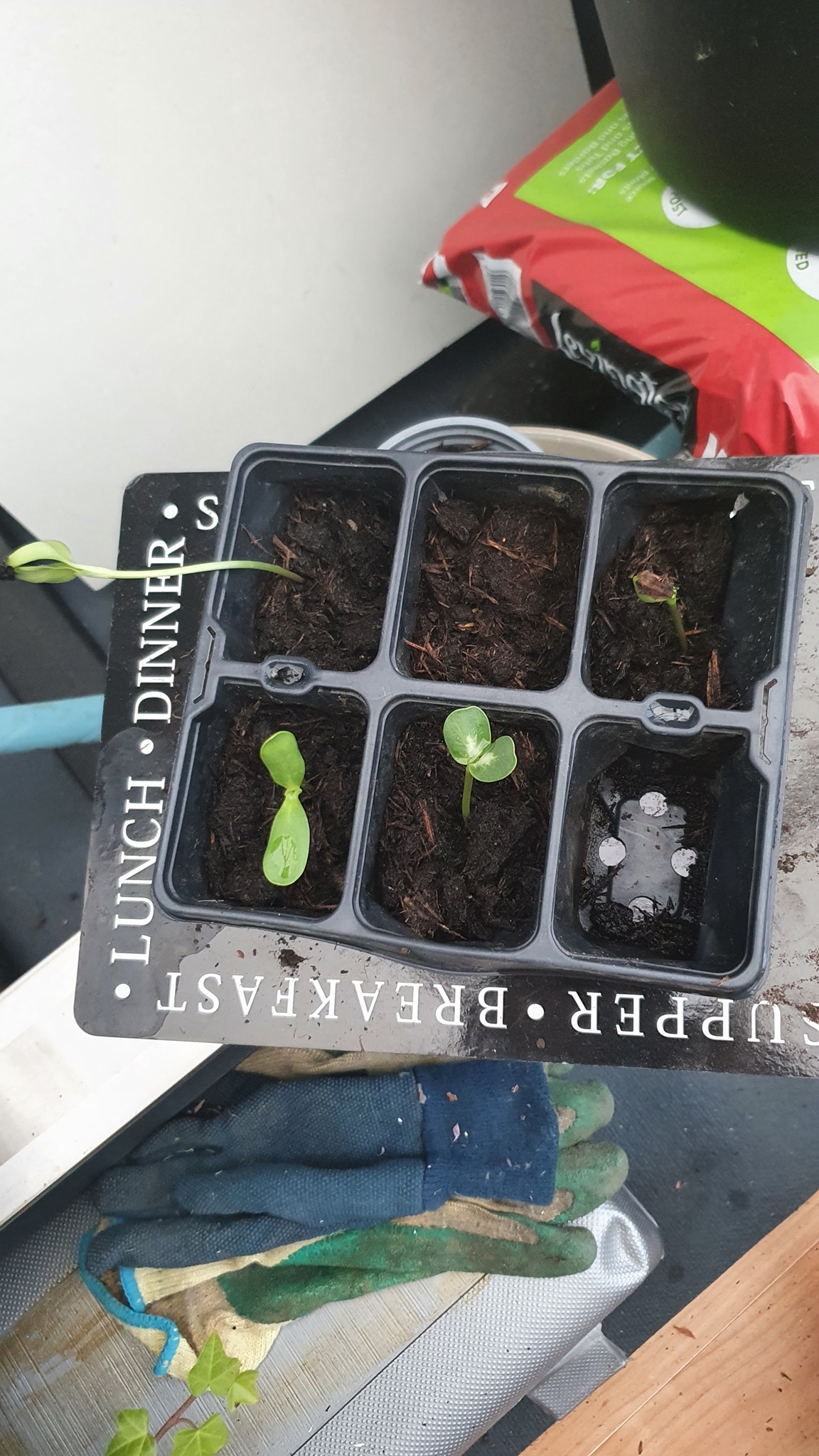 Geraint O - Sunflower selfie