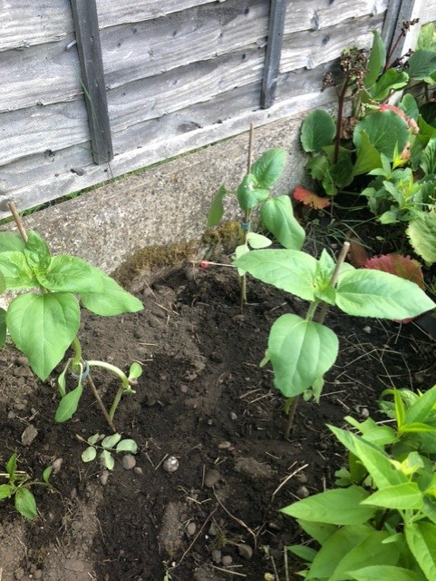 Lesley R - Hi these are my granddaughter Sabrina’s sunflowers 2
