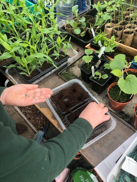 Lesley R - Hi these are my granddaughter Sabrina’s sunflowers