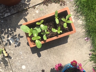 Geraint O - Sunflower selfie