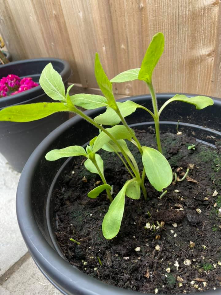 Geraint O - Sunflower selfie