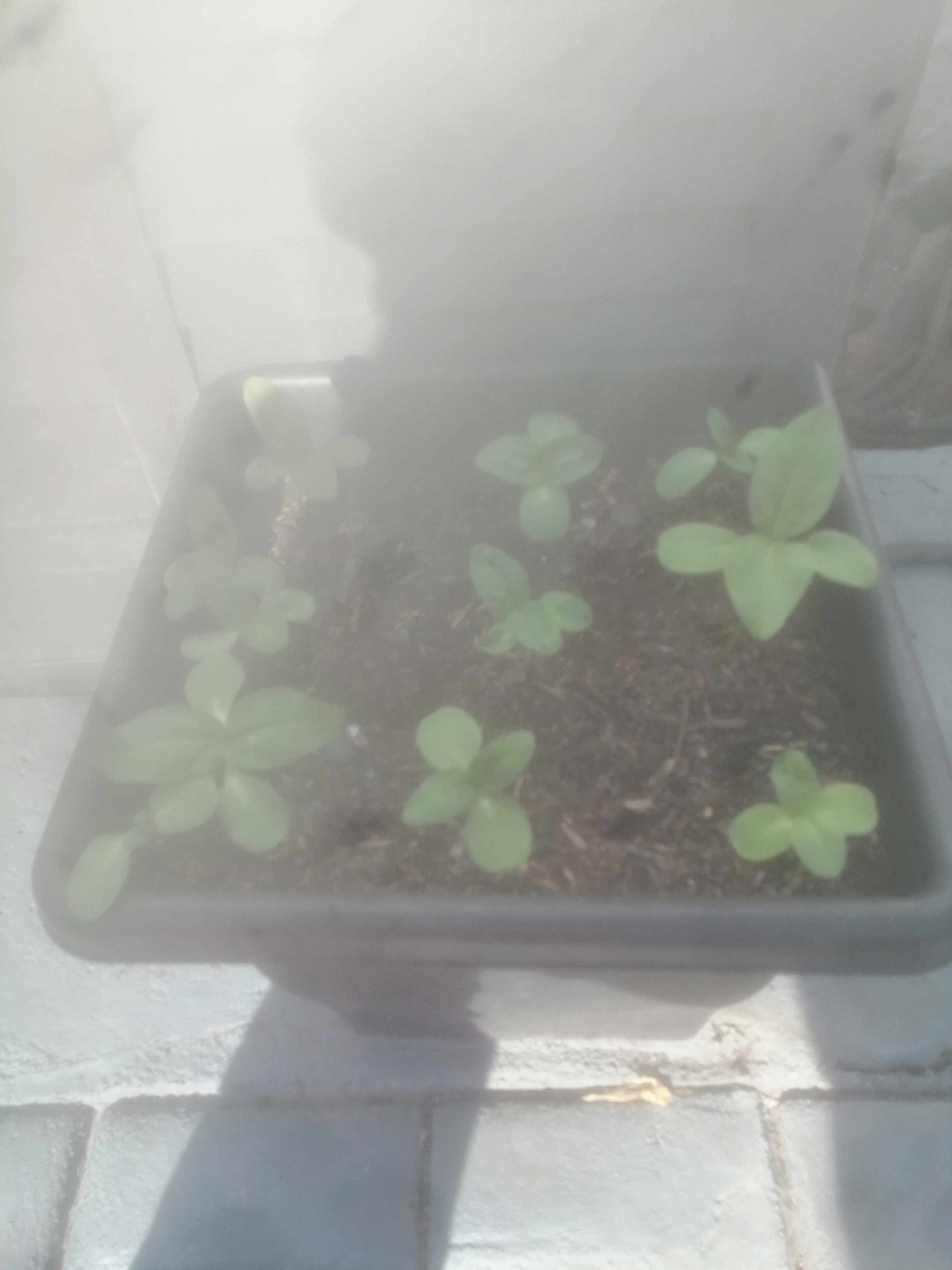 Mally G - My seedlings