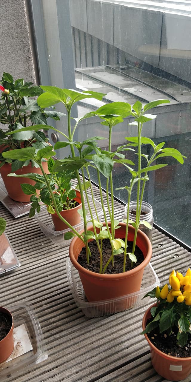 Geraint O - Sunflower selfie