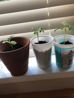 Geraint O - Sunflower selfie