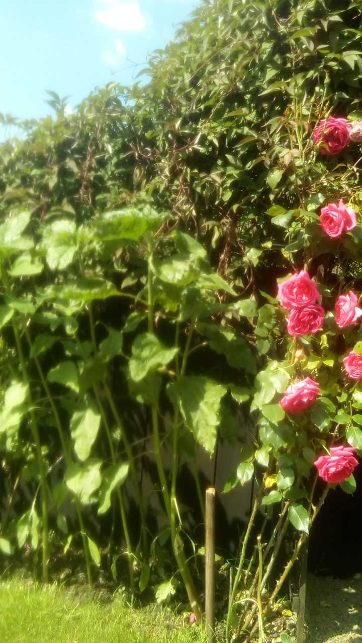 Geraint O - Sunflower selfie