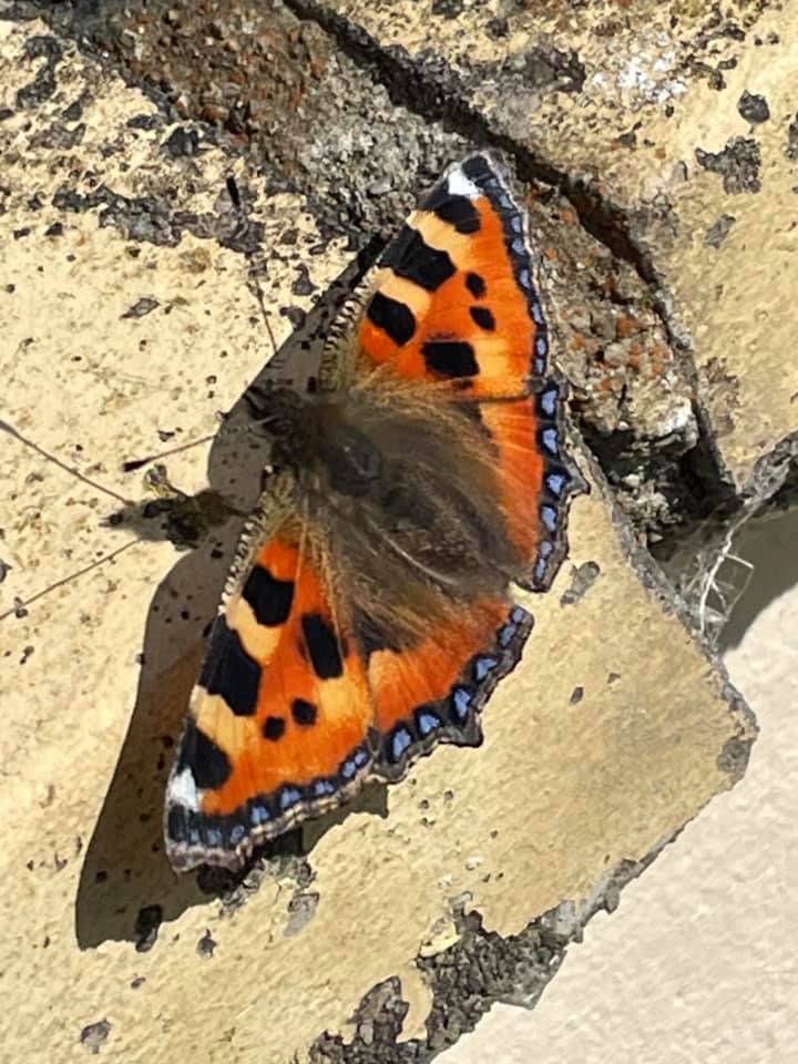 Margaret R - painted lady