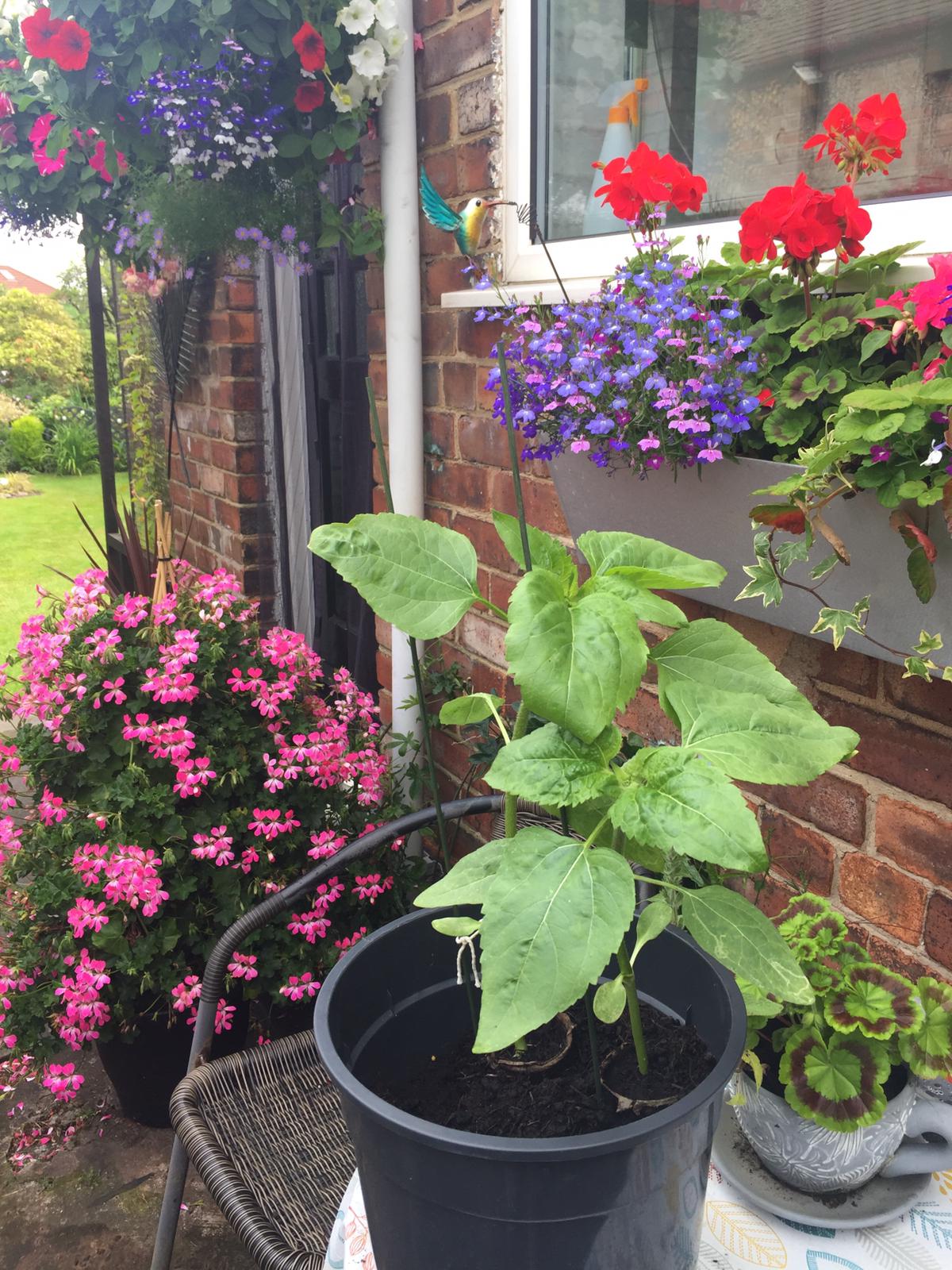 Geraint O - Sunflower selfie