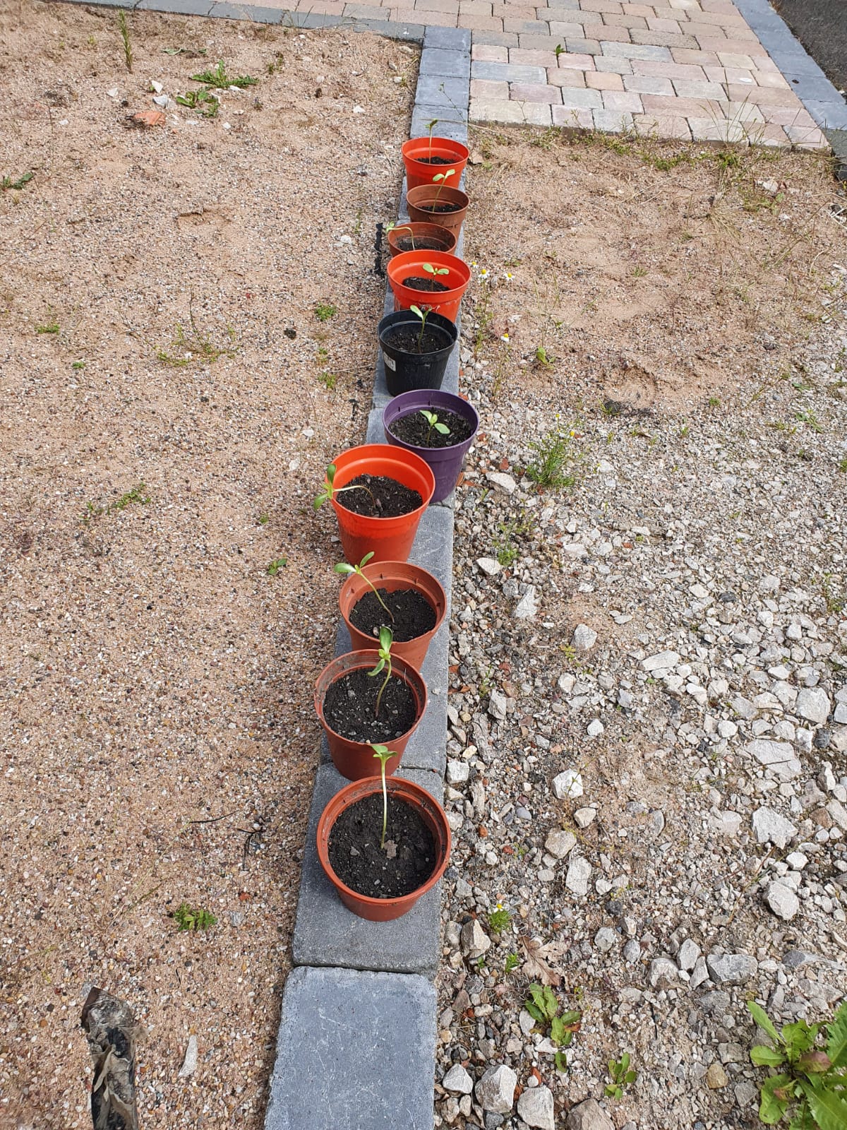 Geraint O - Sunflower selfie