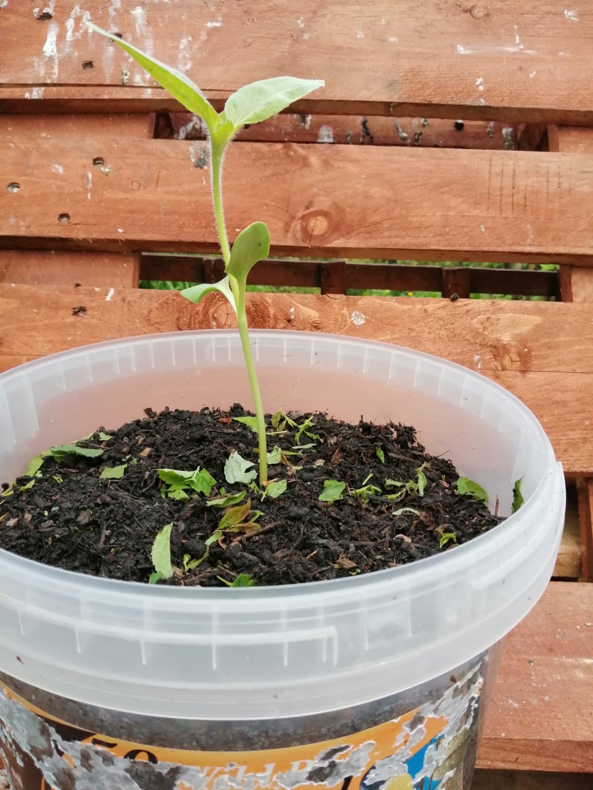 Geraint O - Sunflower selfie