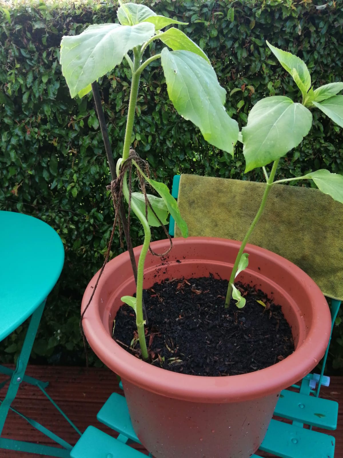 Geraint O - Sunflower selfie